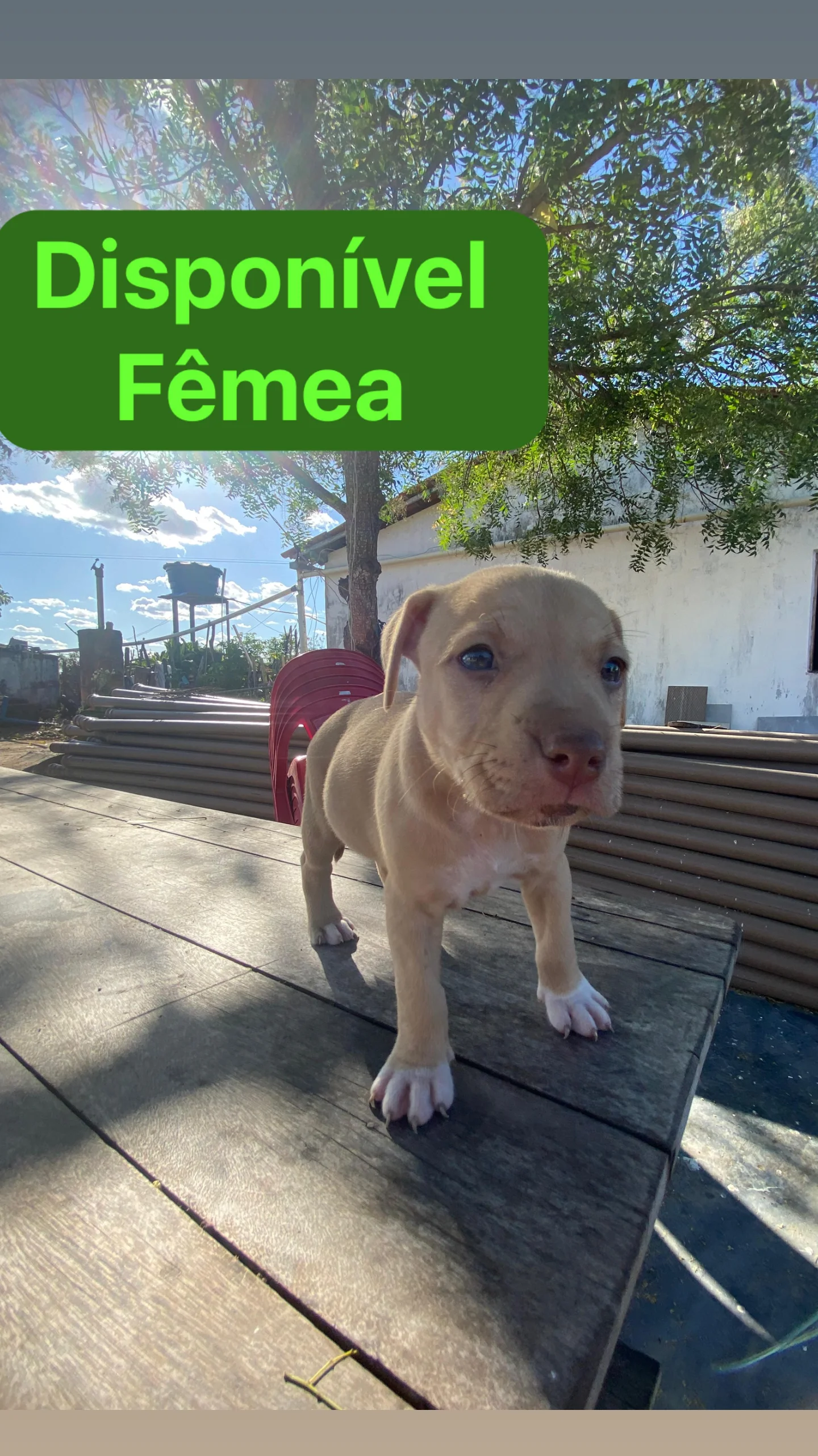 Portal Vendocão Filhotes de American Bully  Santa Bárbara