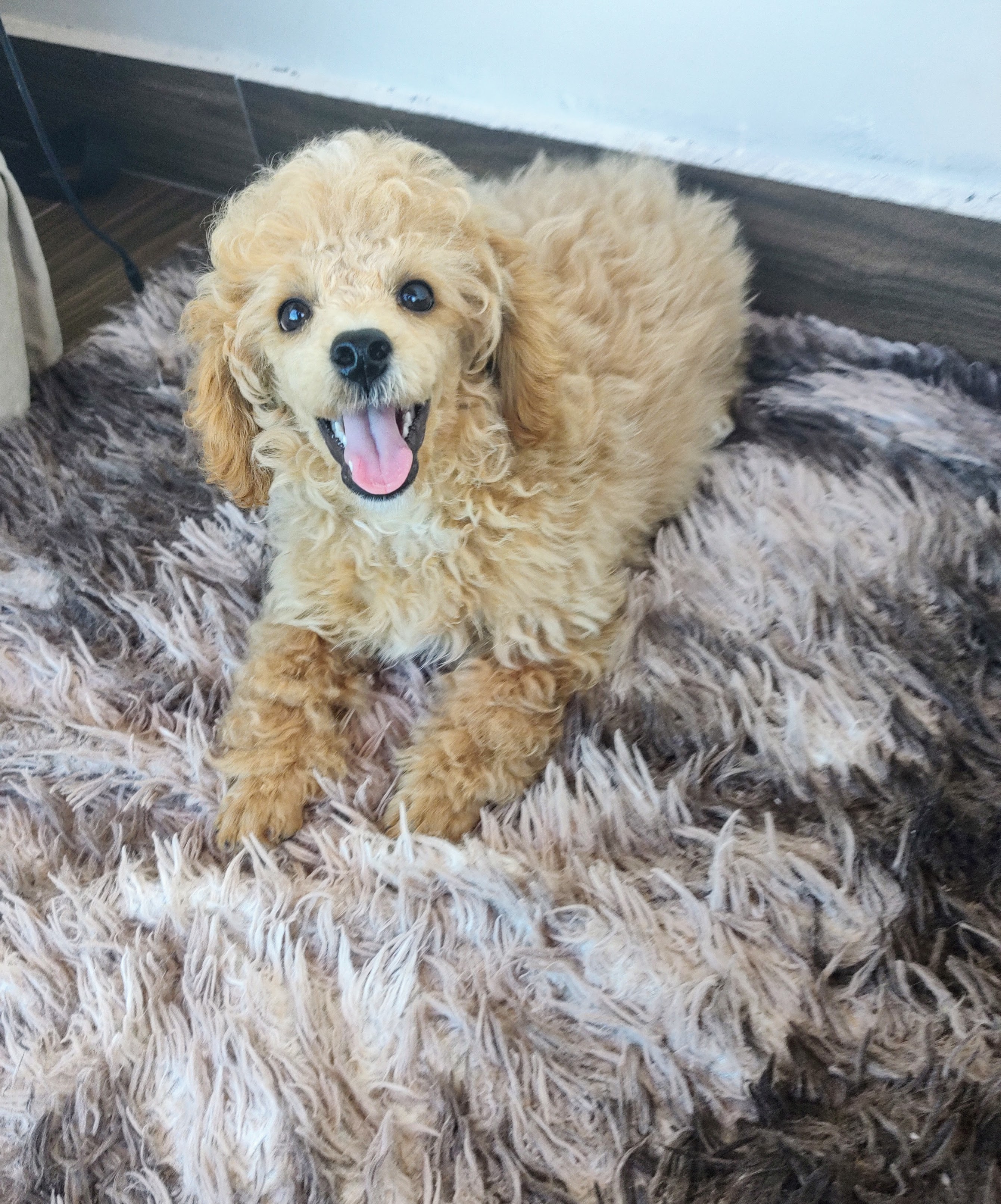 Portal Vendocão Poodle Abricot  Ipatinga