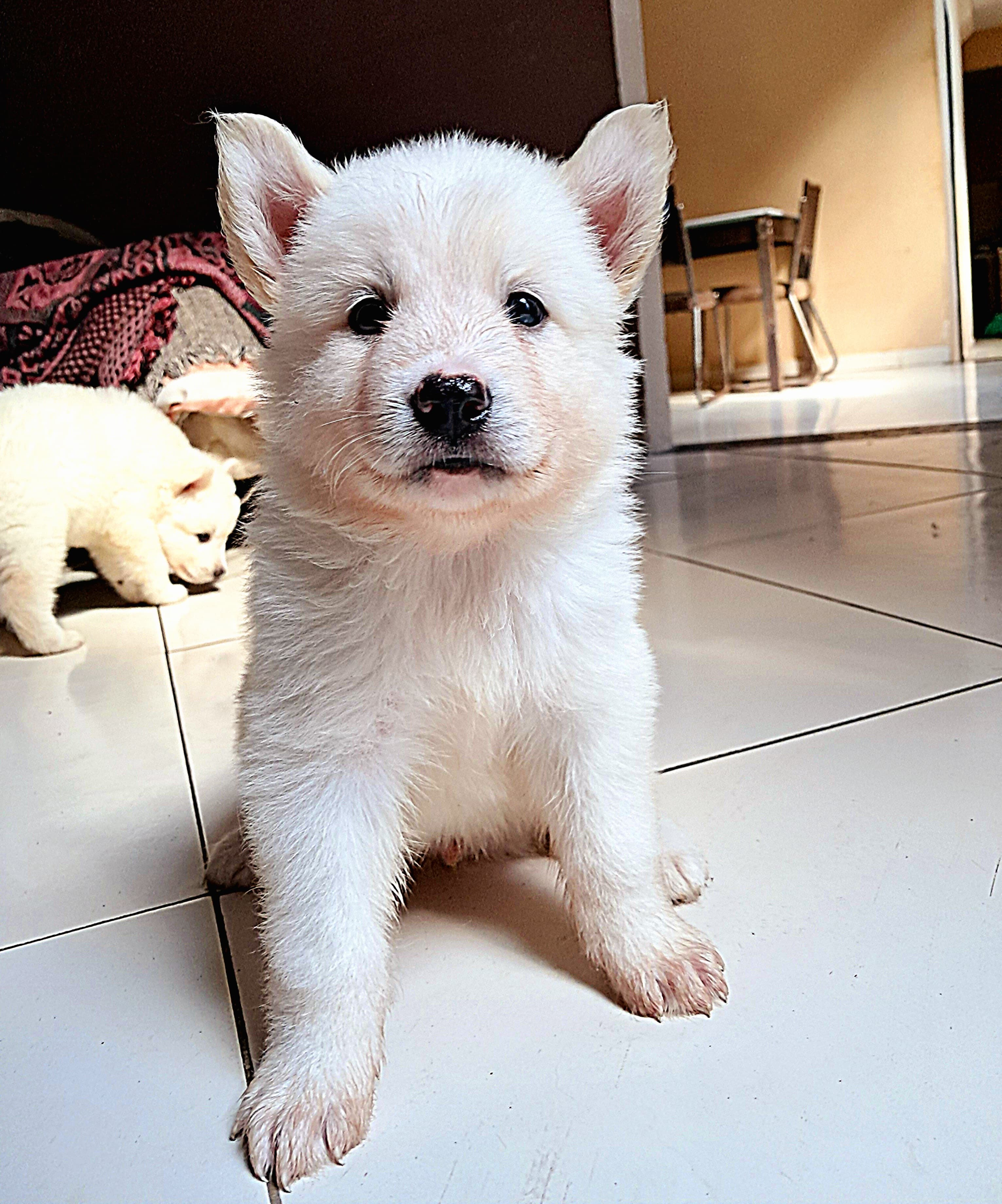 Portal Vendocão Filhotes de huskies  Belém 