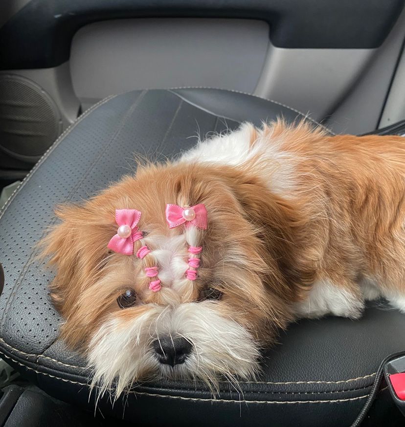 Portal Vendocão Vendo Shih tzu fêmea Teresina