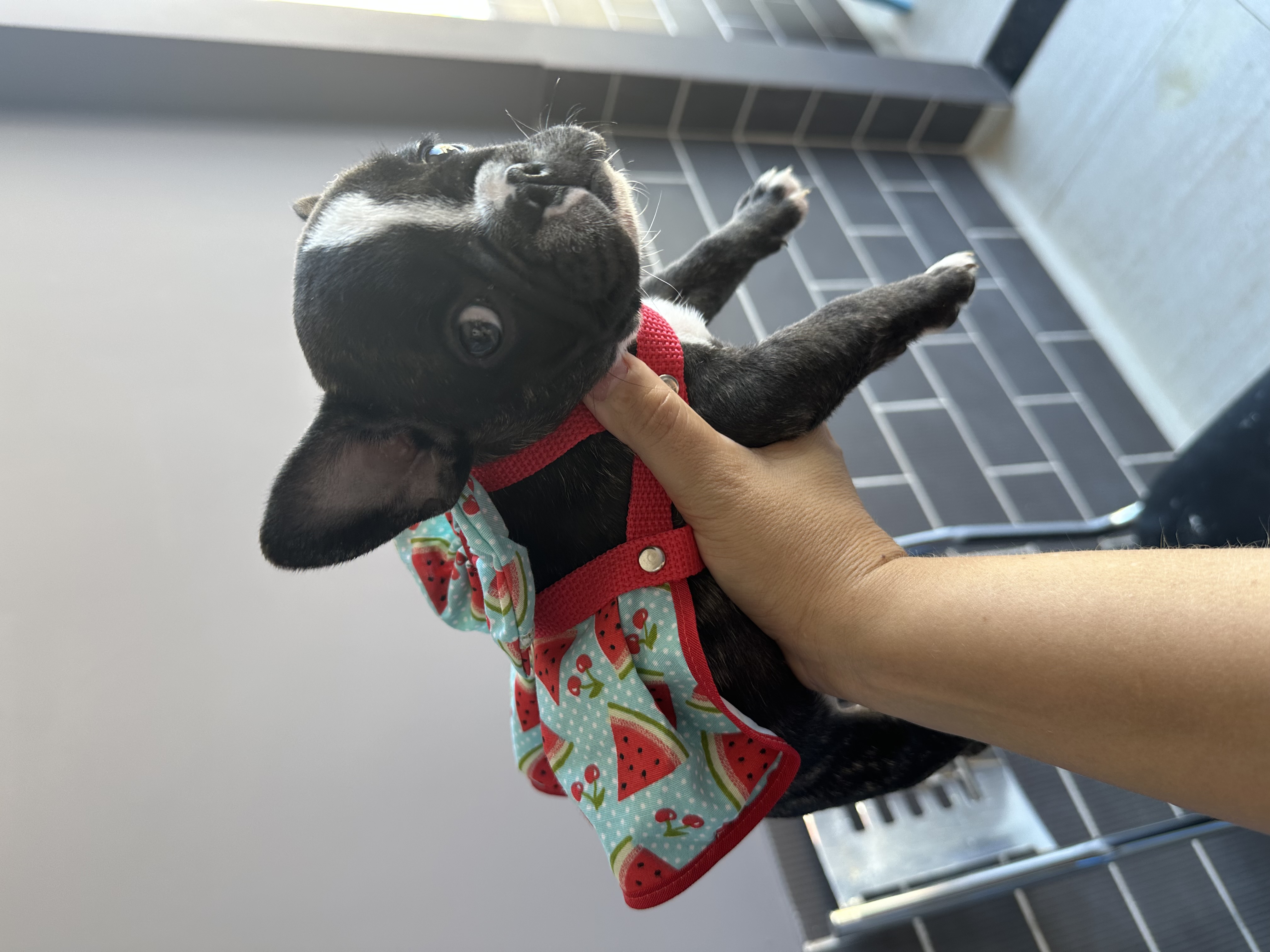 Portal Vendocão Bulldog Francês  Fortaleza