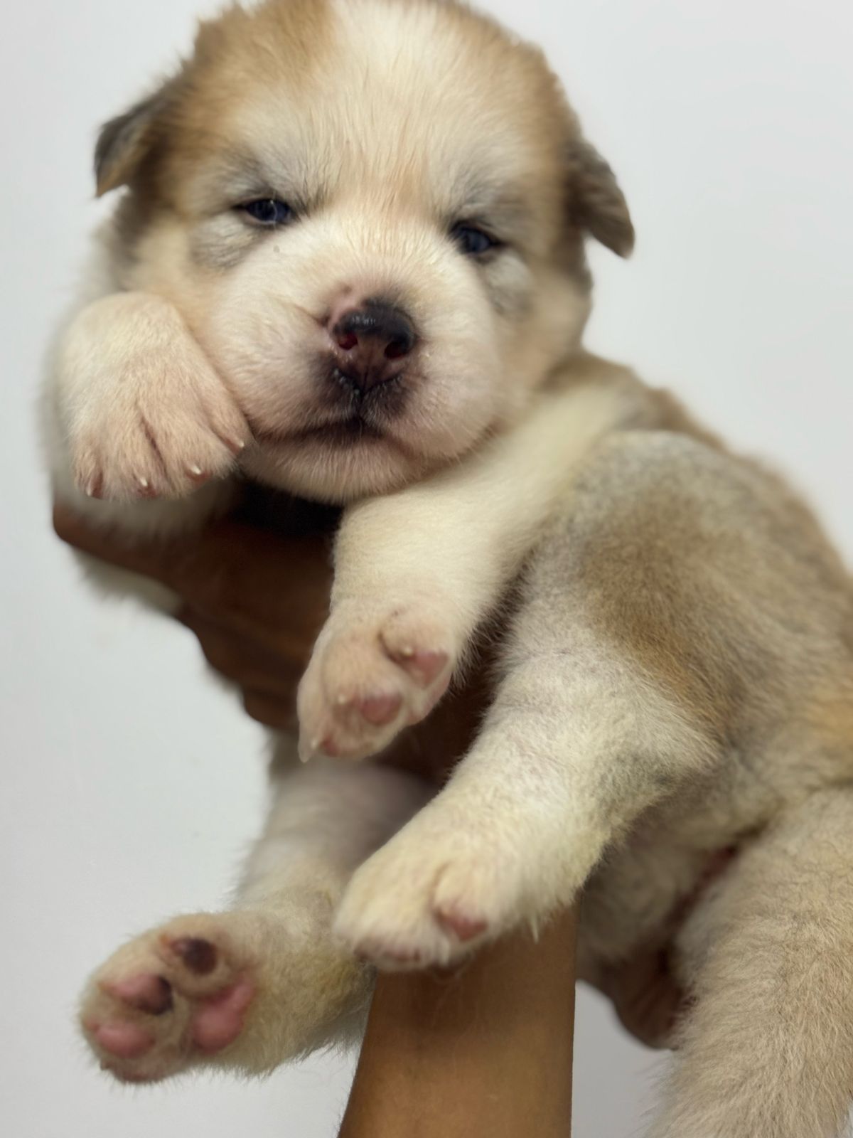 Portal Vendocão Husky Siberiano macho Teresina