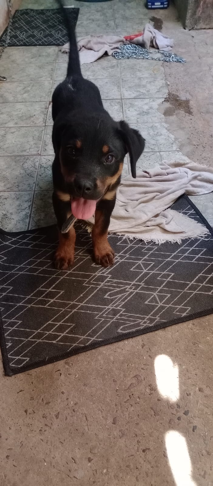 Portal Vendocão Vendo filhote de rottweiler  Recanto das emas 