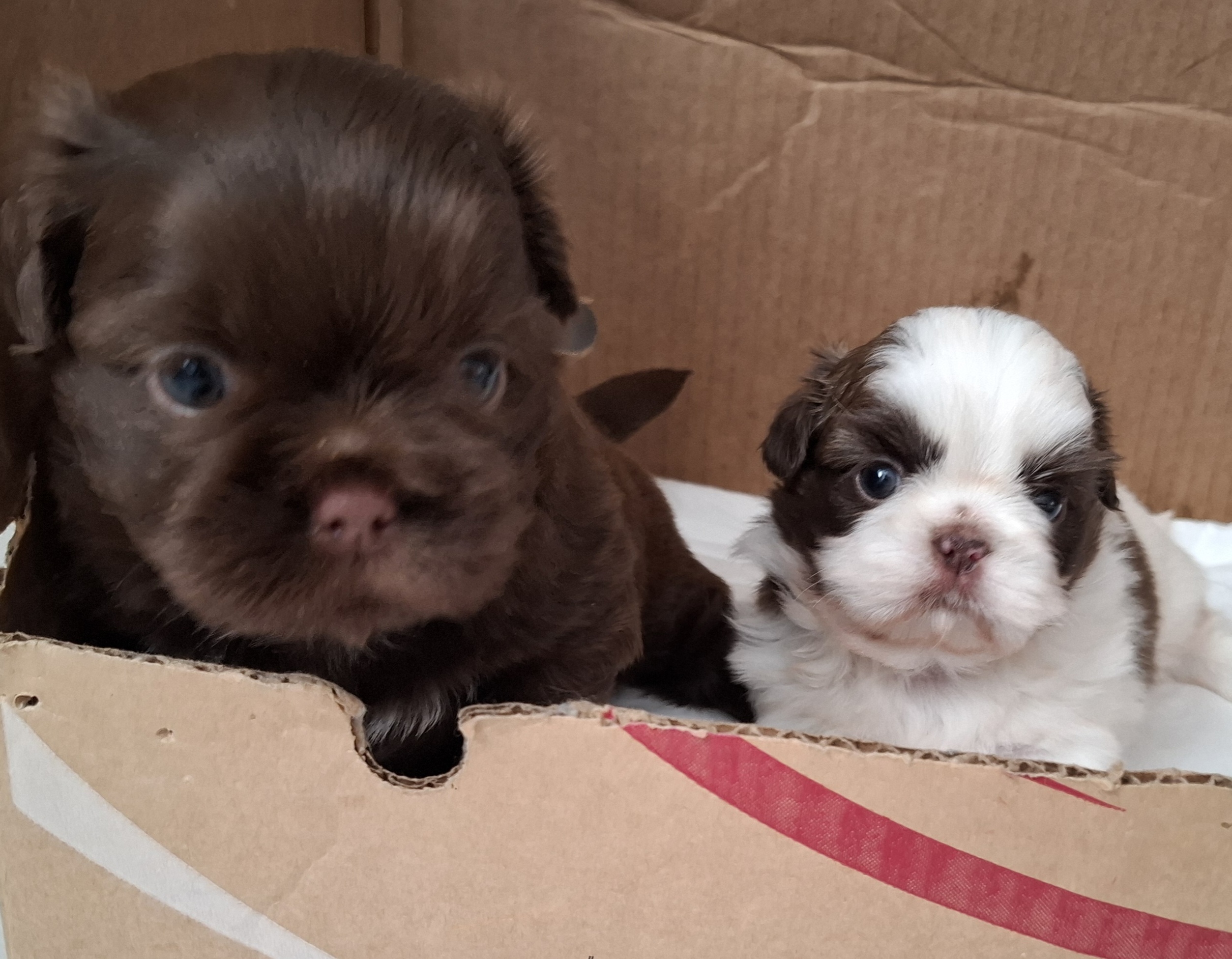 Portal Vendocão Lindos bebês de shih tzu  Rio de Janeiro