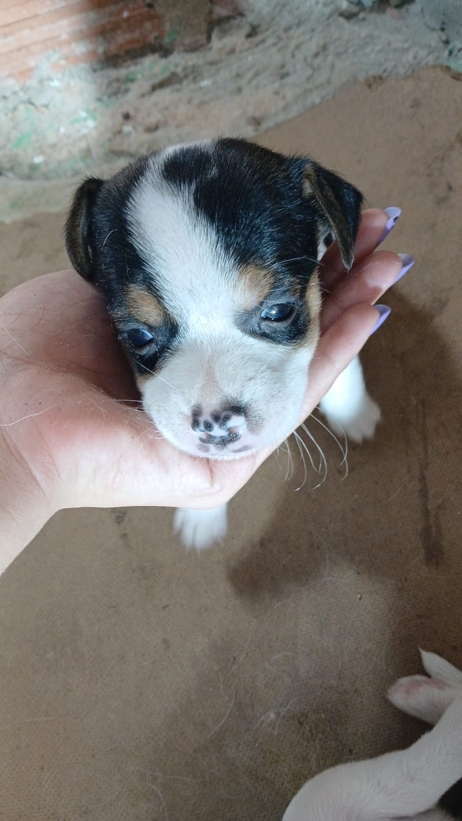 Portal Vendocão filhote de Jack russell terrier Salvador