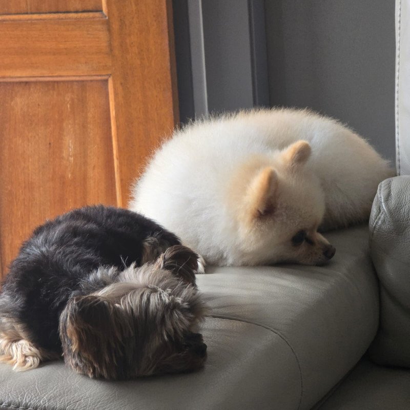 Lindos cães adultos das raças Spitz Alemão, Yorkshire e Shih Tzu - Foto 4