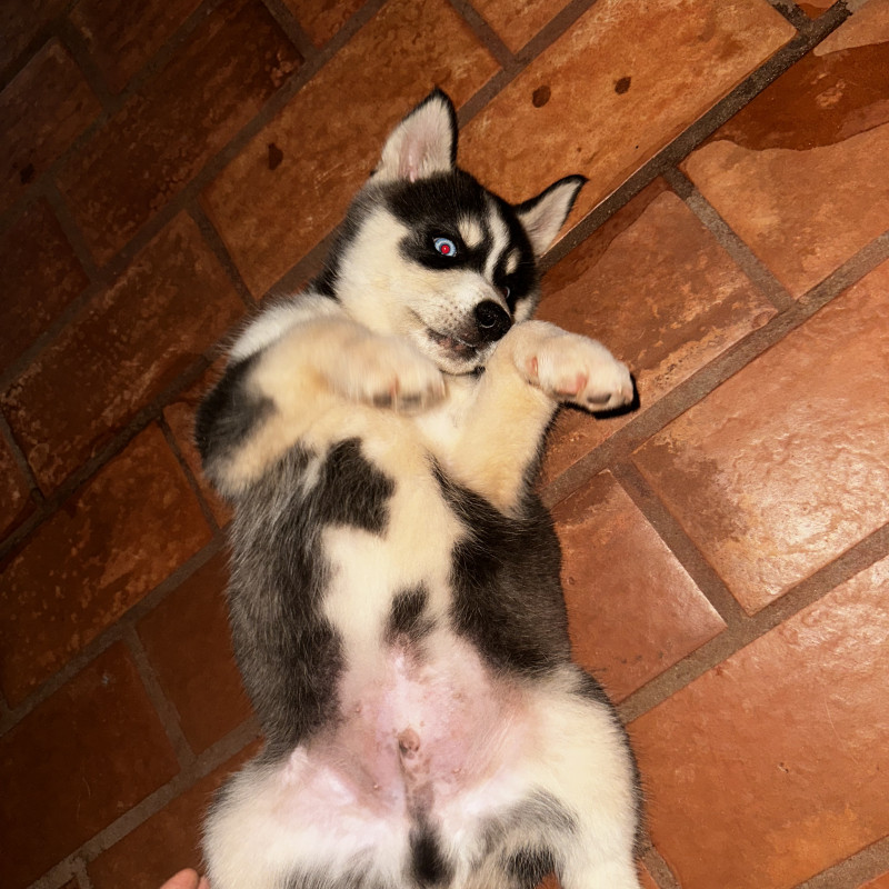 Lindo filhote de husky - Macho - Foto 4