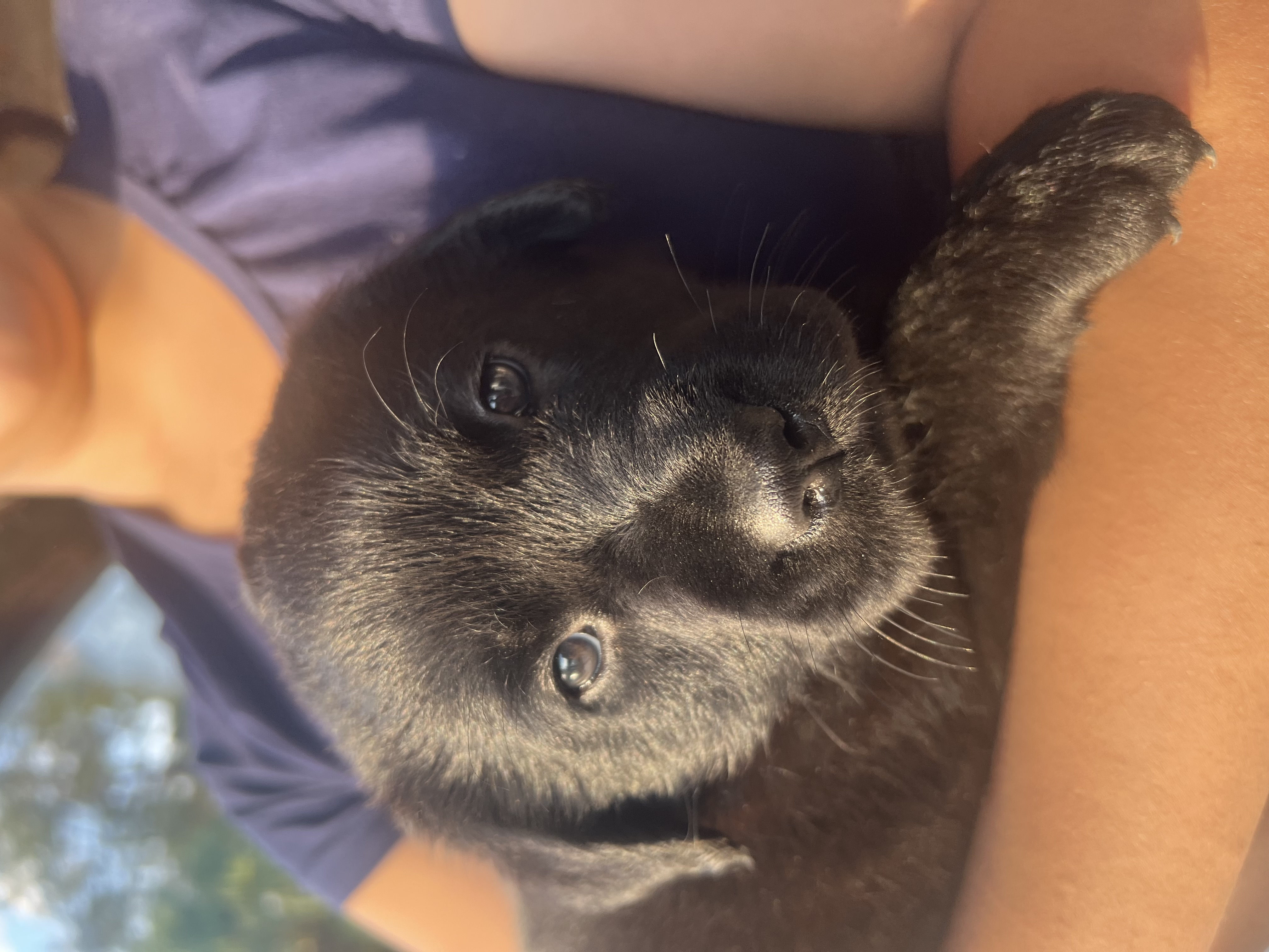 Labrador Fêmea Preta