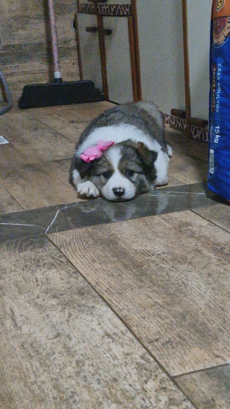 Border Collie  - Foto 3
