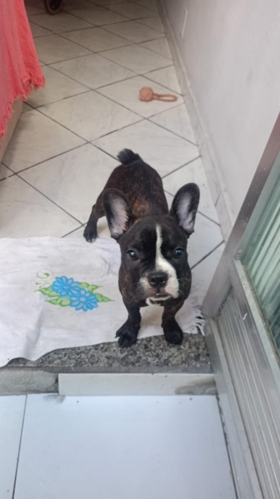 Bullgod francês  - Foto 1