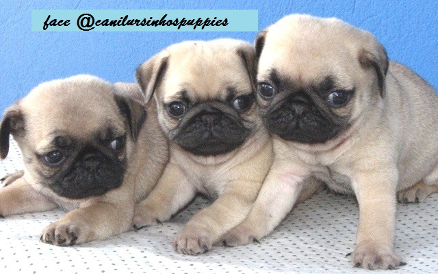 Portal Vendocão pug filhotes da realeza bebes pronta entrega #canilursinhospuppies  guaruja 