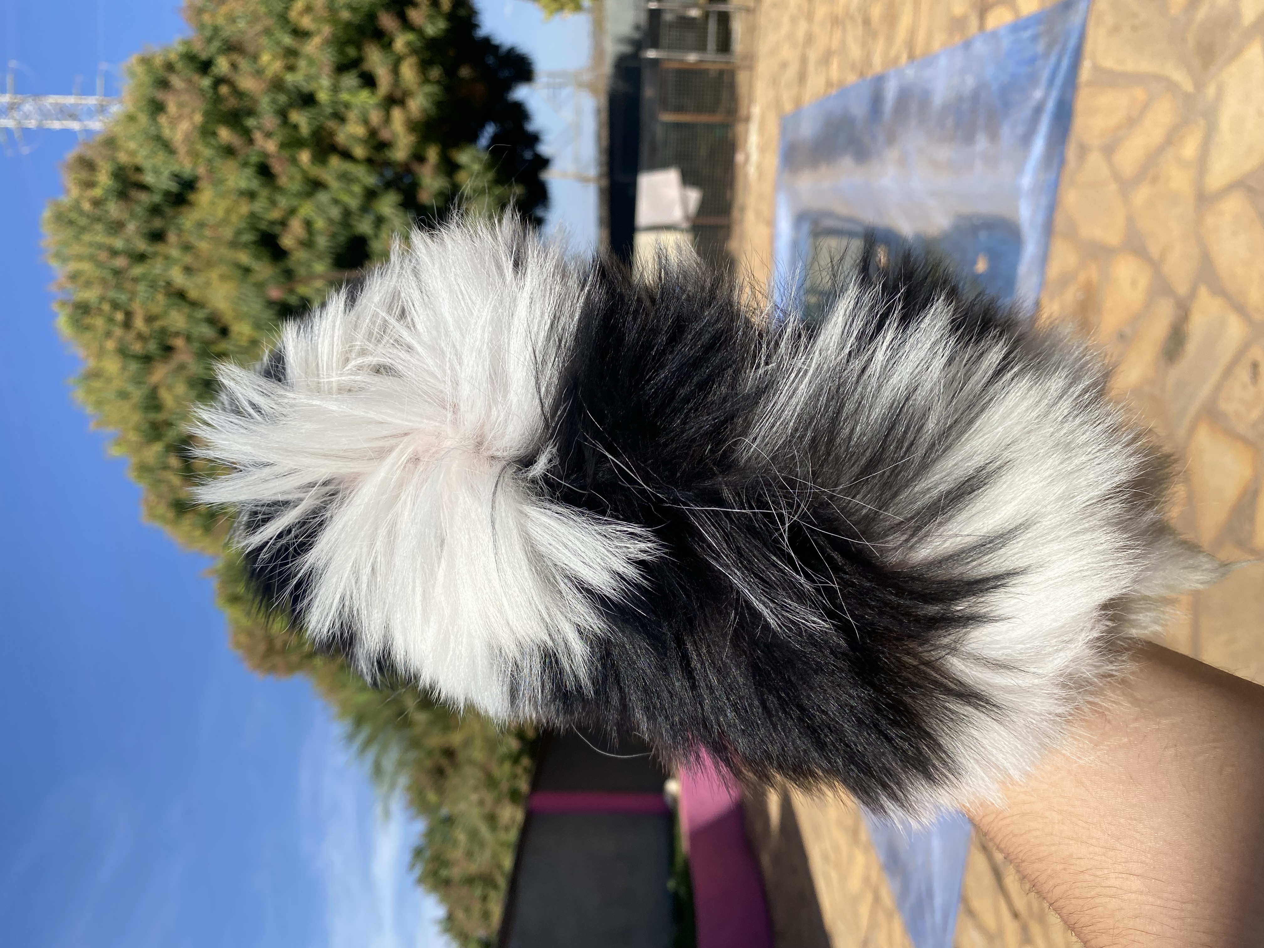 Portal Vendocão Venda filhote Shitus mini Sete Lagoas 