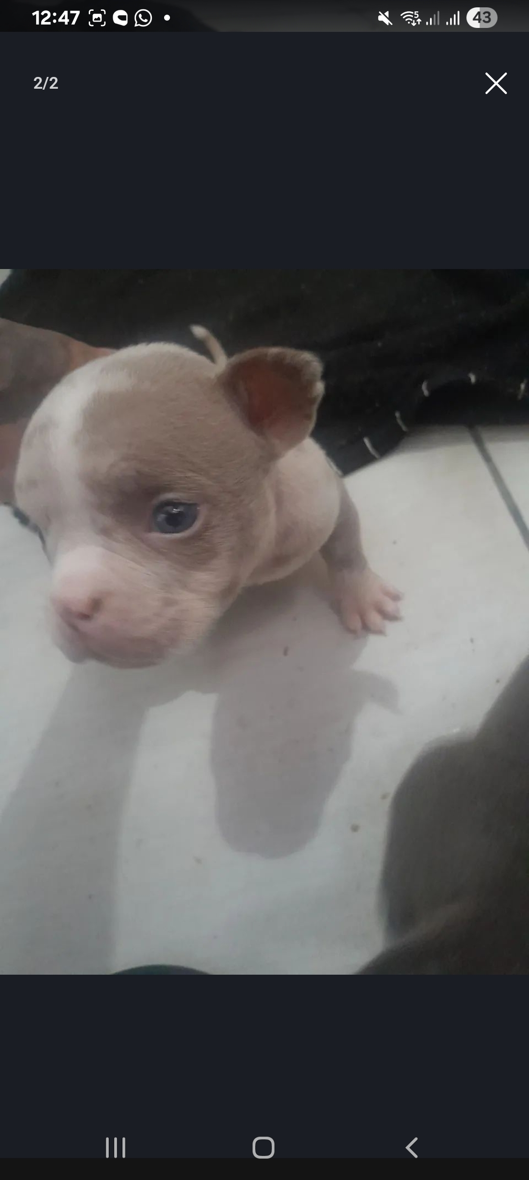 Americam bully  - Foto 1