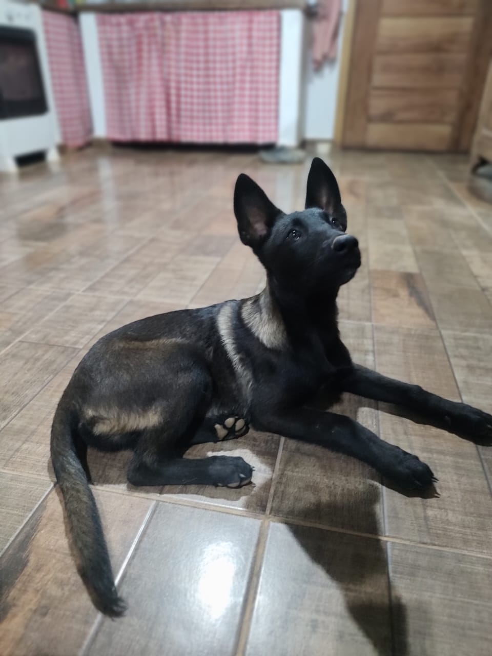 Portal Vendocão Filhote de pastor belga malinoa puro Capitólio