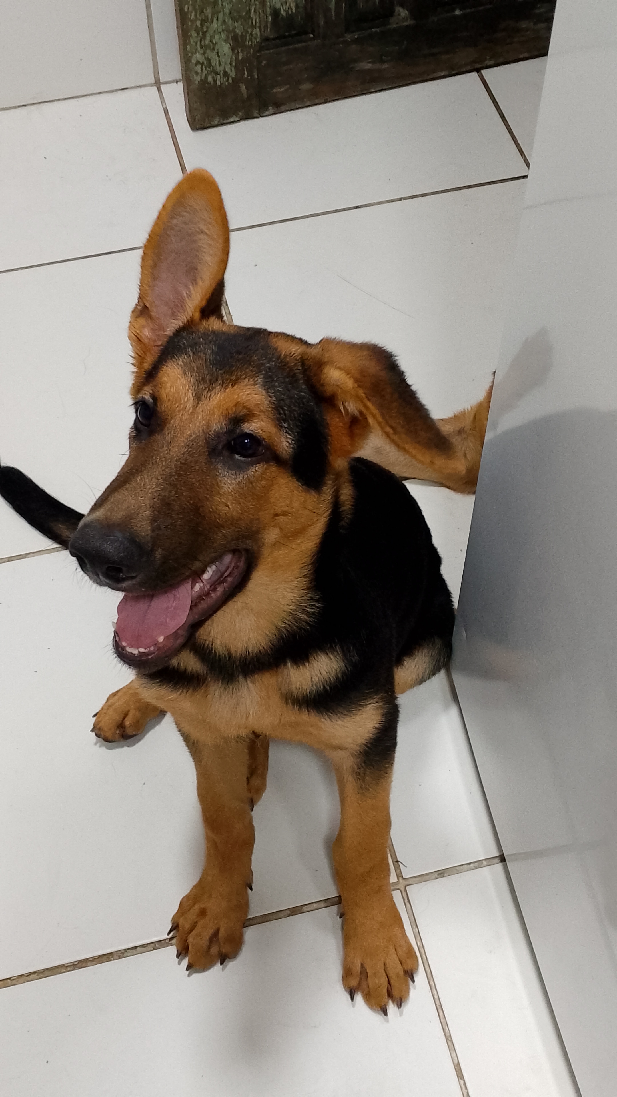 Filhote de pastor alemão  - Foto 1