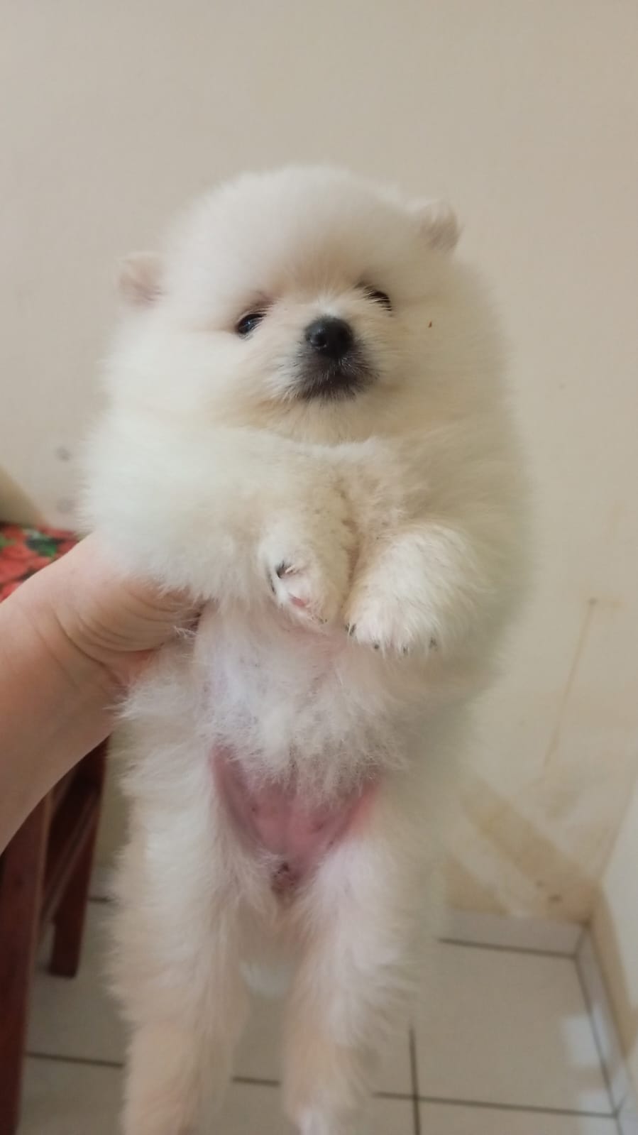 Portal Vendocão Filhote de Lulu da Pomerânia  Feira de Santana 