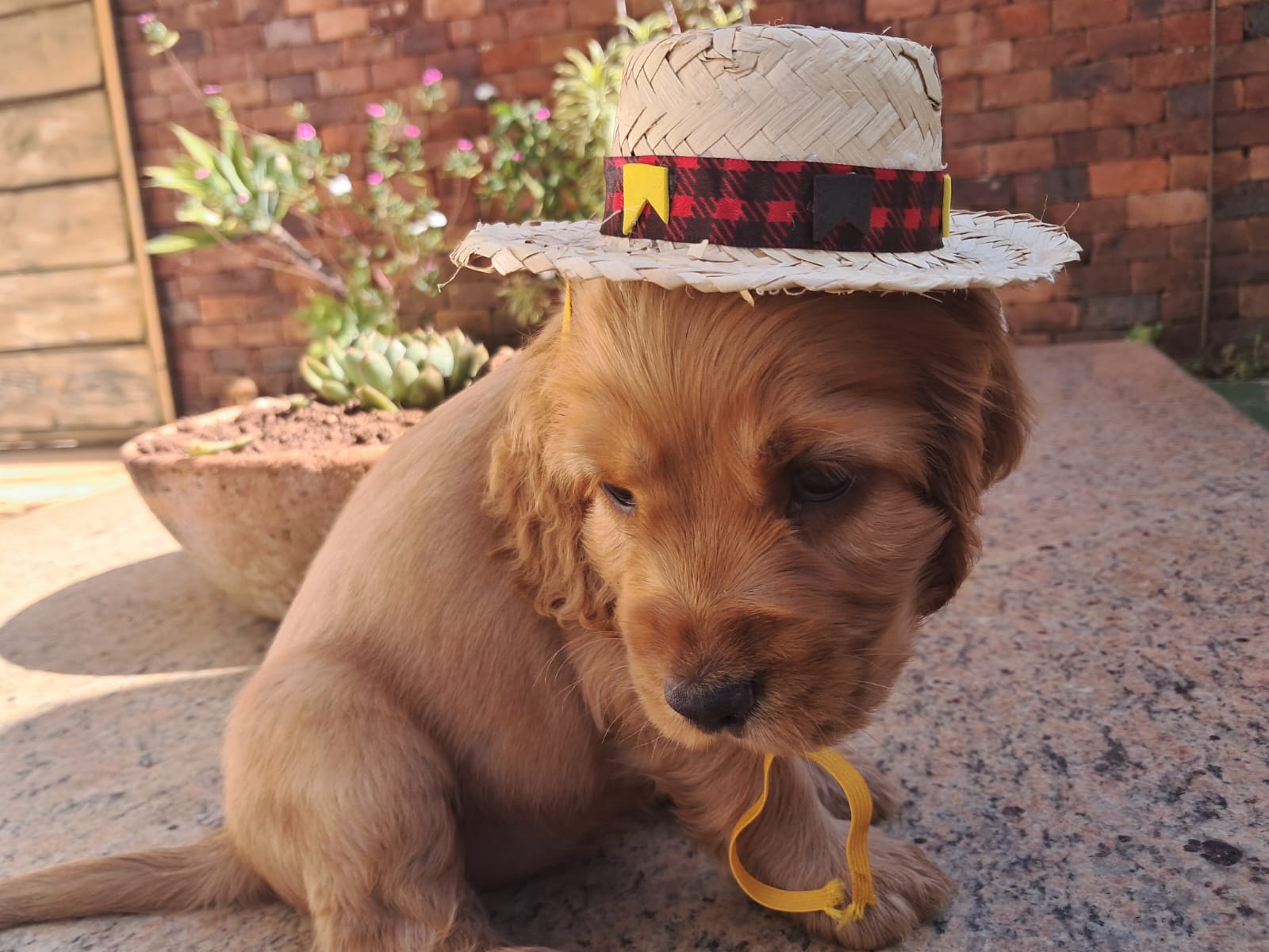 Portal Vendocão Vendo filhotes de cão Cocker Spainel  Betim