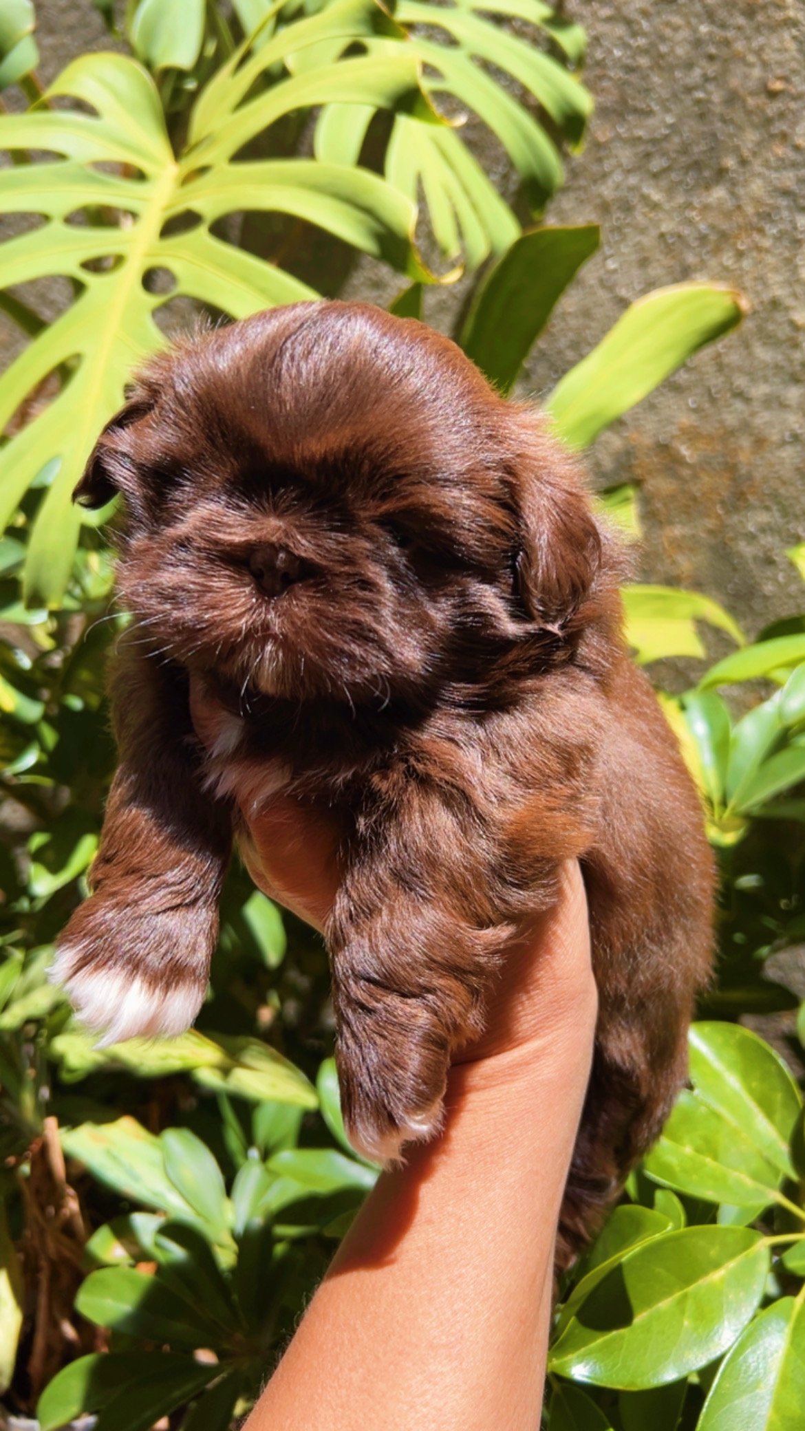 Shih tzu cocholate - Foto 1