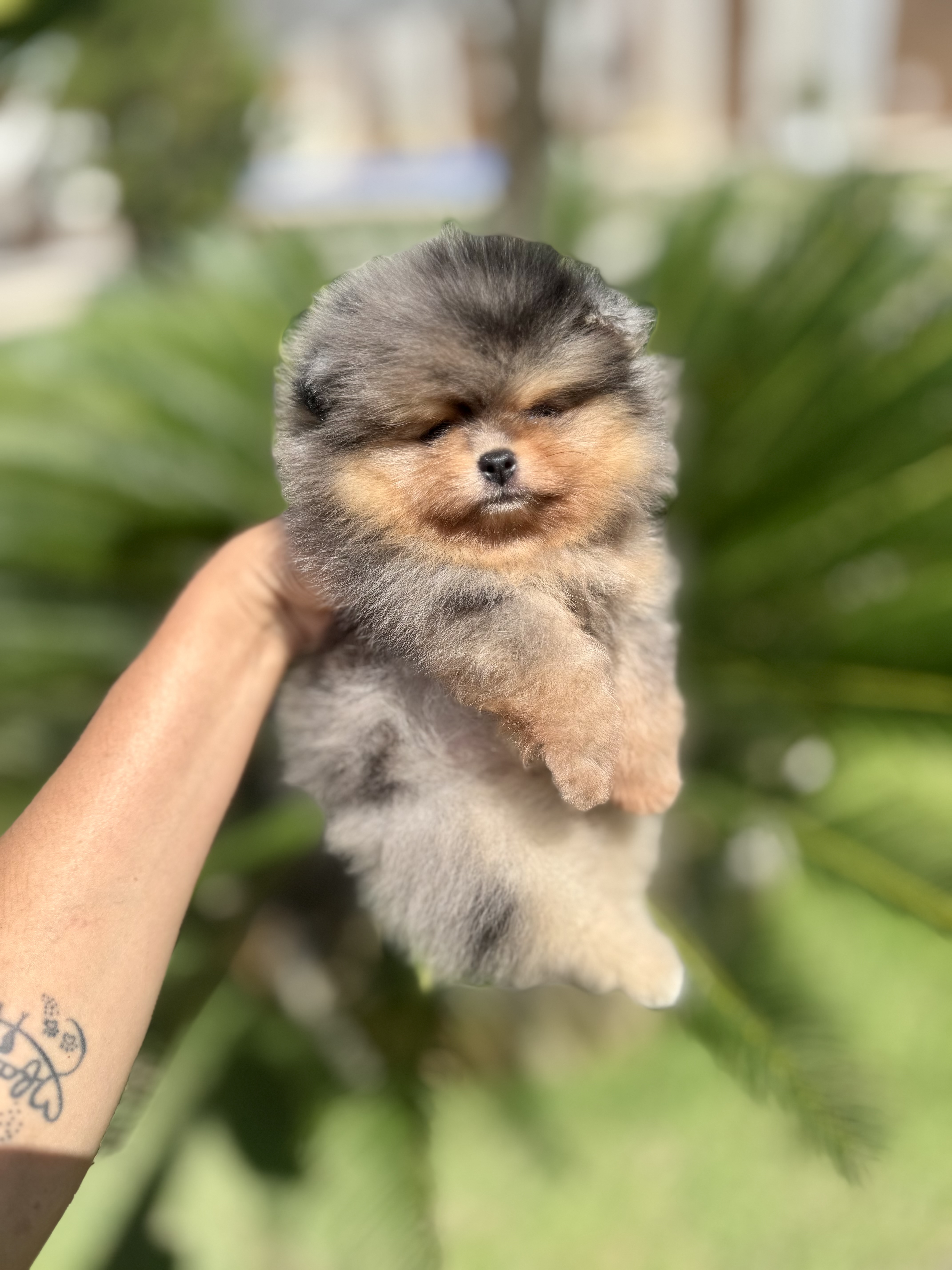 Portal Vendocão Spitz alemão exótico  Salvador 