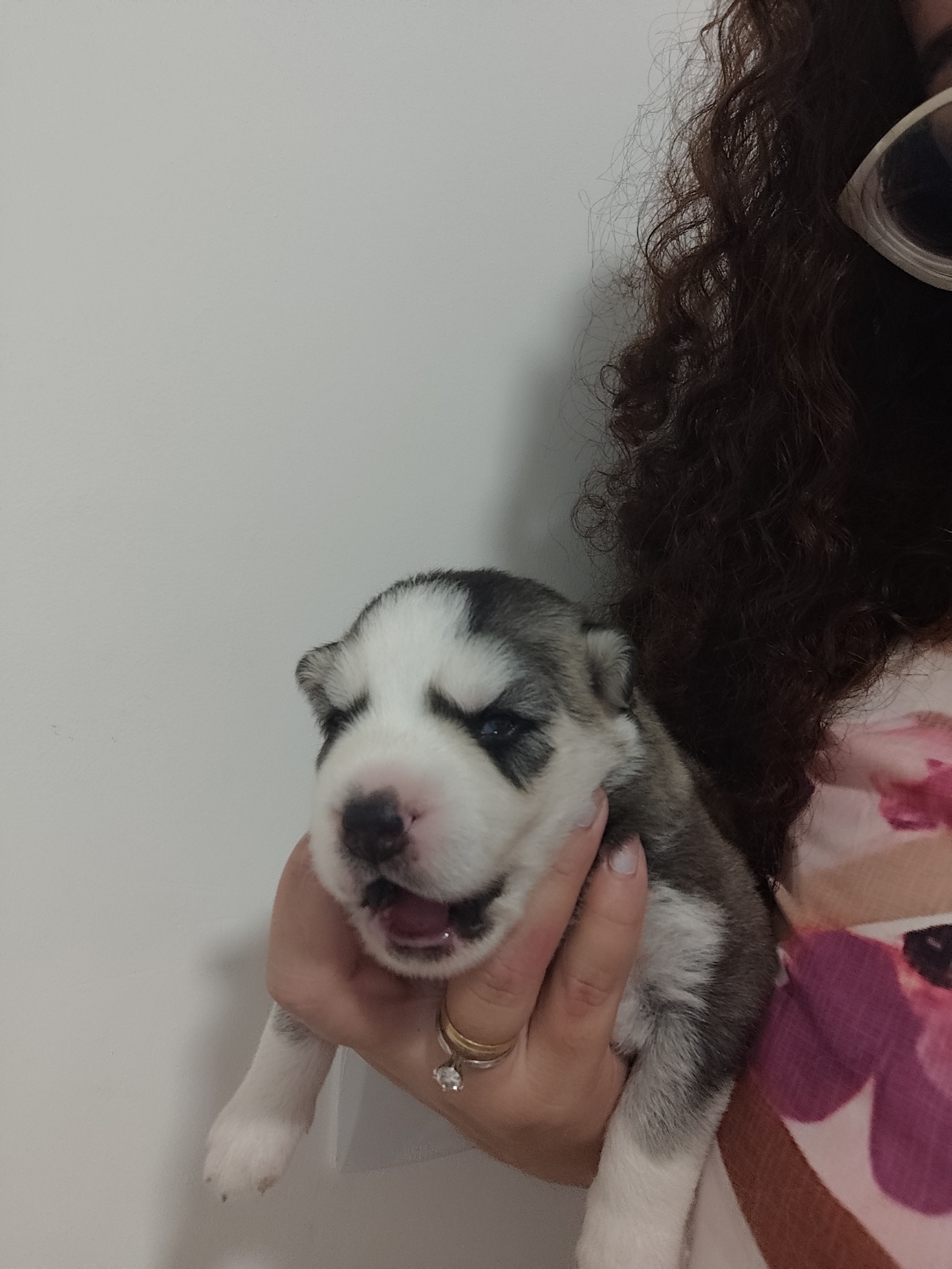 Vendo filhote de Husky Siberiano  - Foto 1