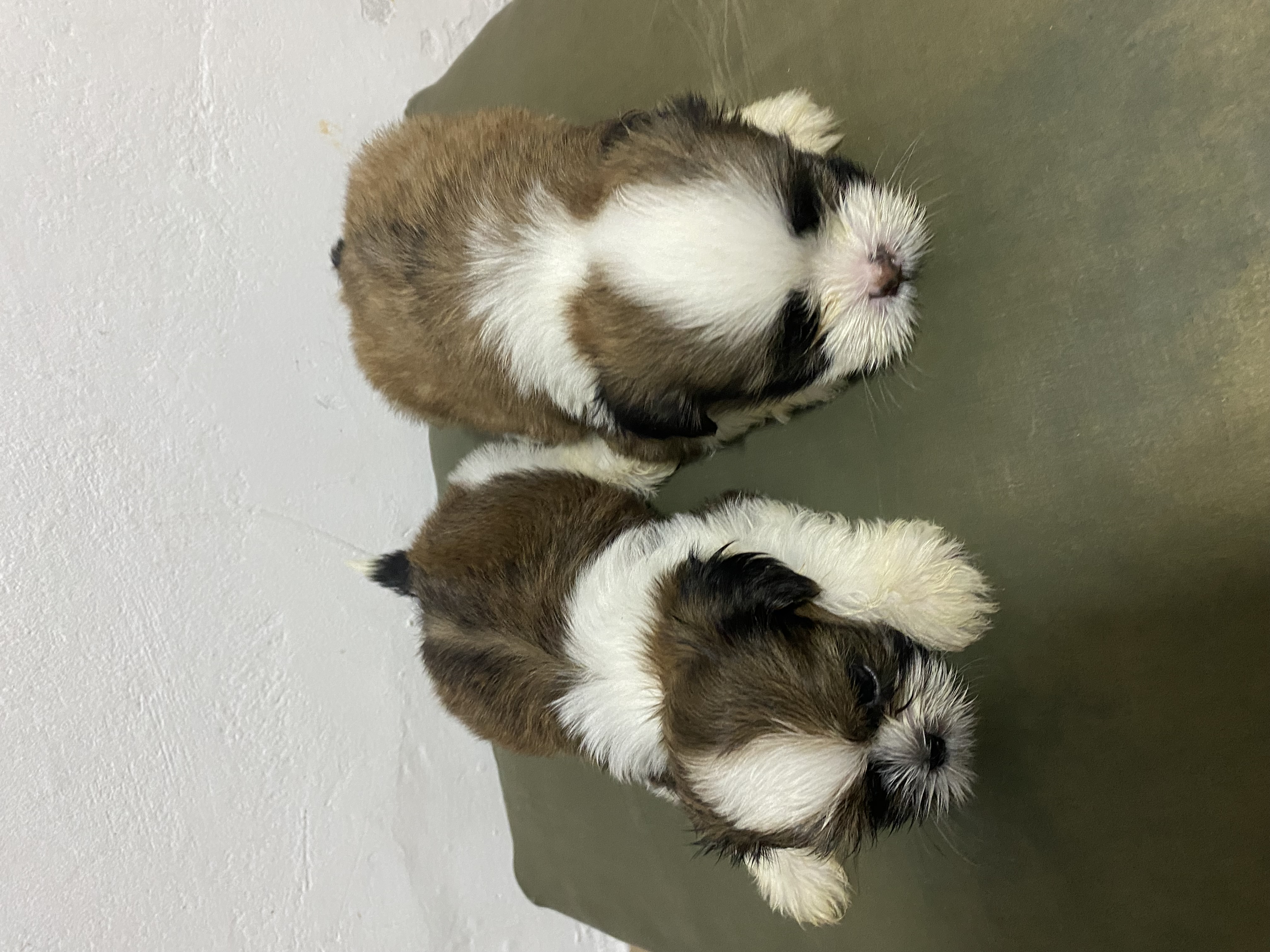 Portal Vendocão Filhotes de Shih Tzu Maceió 