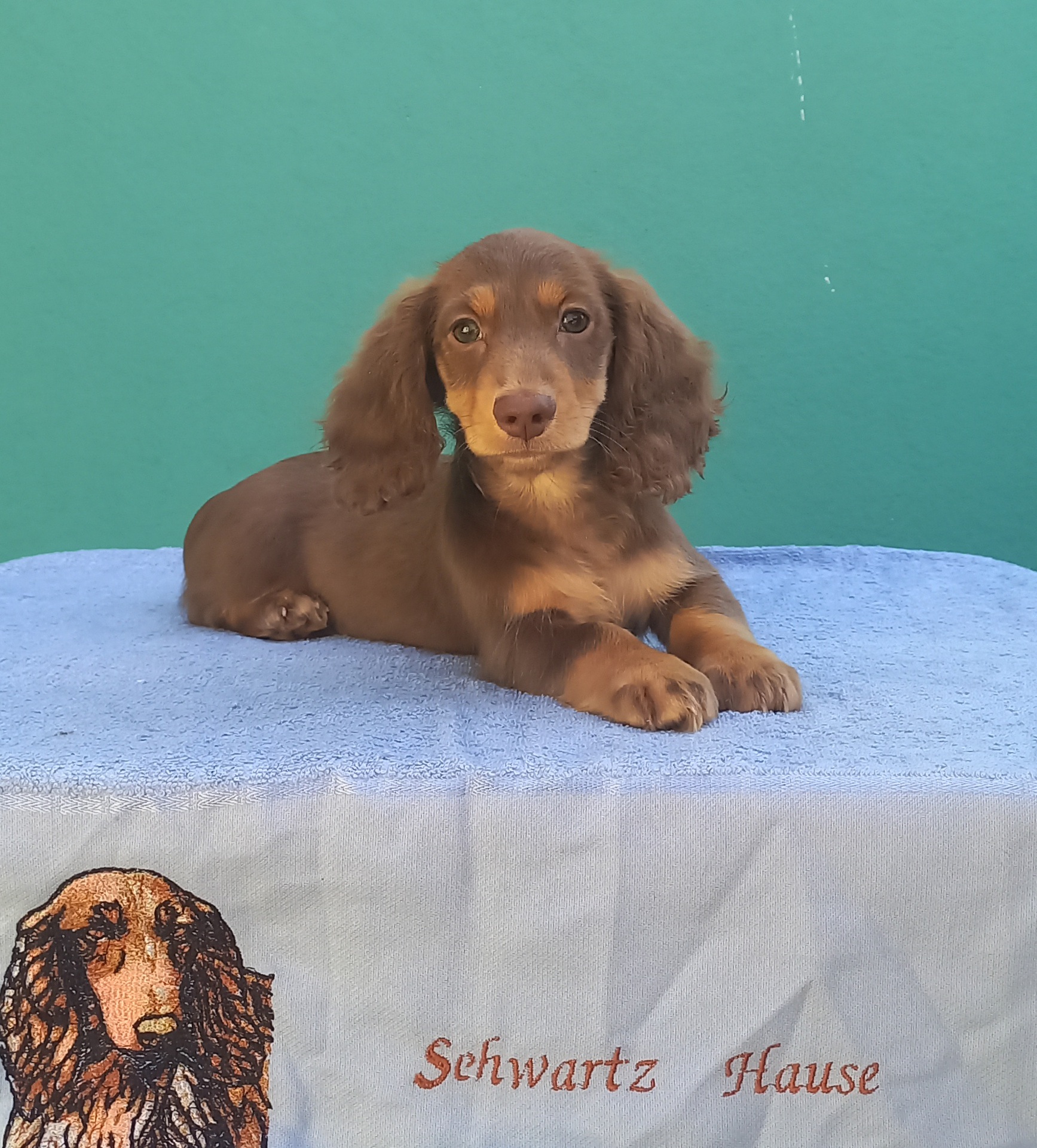 Portal Vendocão Daschund de pêlo 6 Maricá