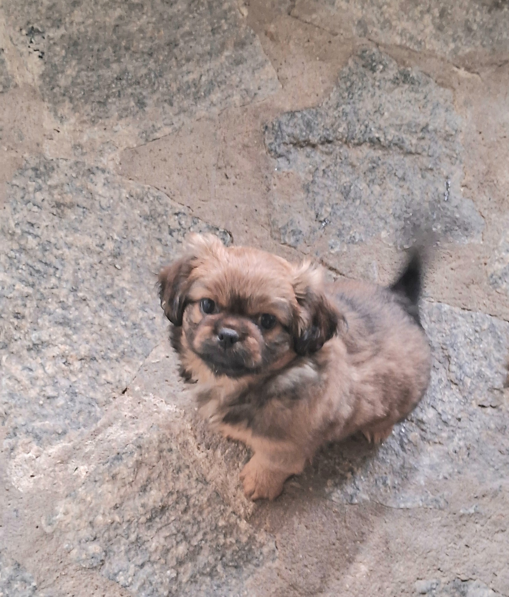 Portal Vendocão Cachorros pequines  Joao pessoa