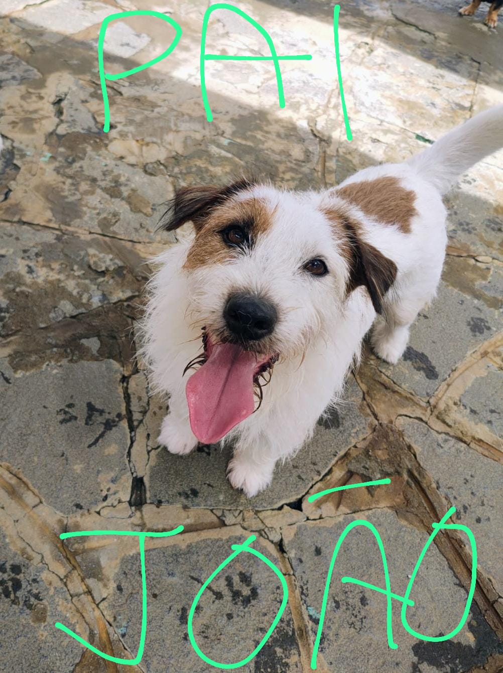Portal Vendocão Jack Russel Terrier, pêlo longo. Recife
