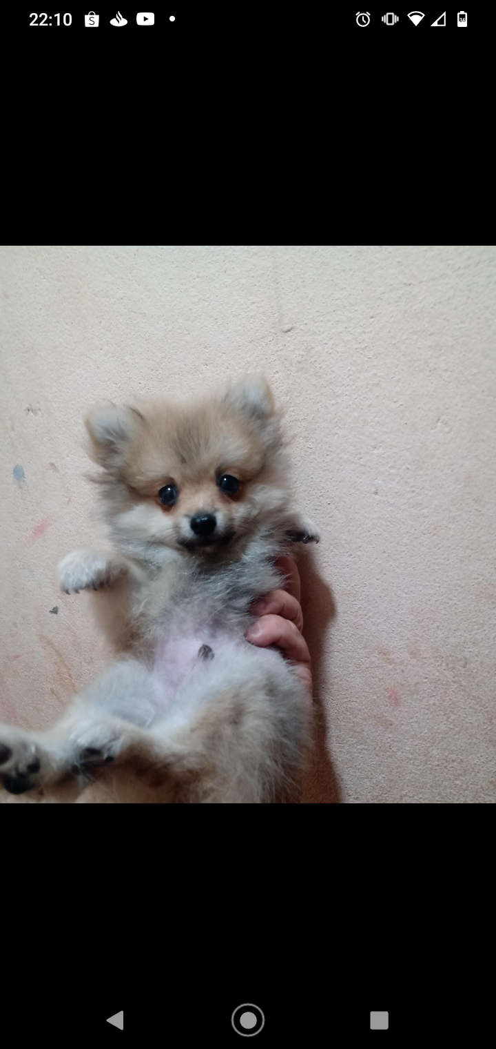Vendo Lulu da Pomerânia - Foto 1