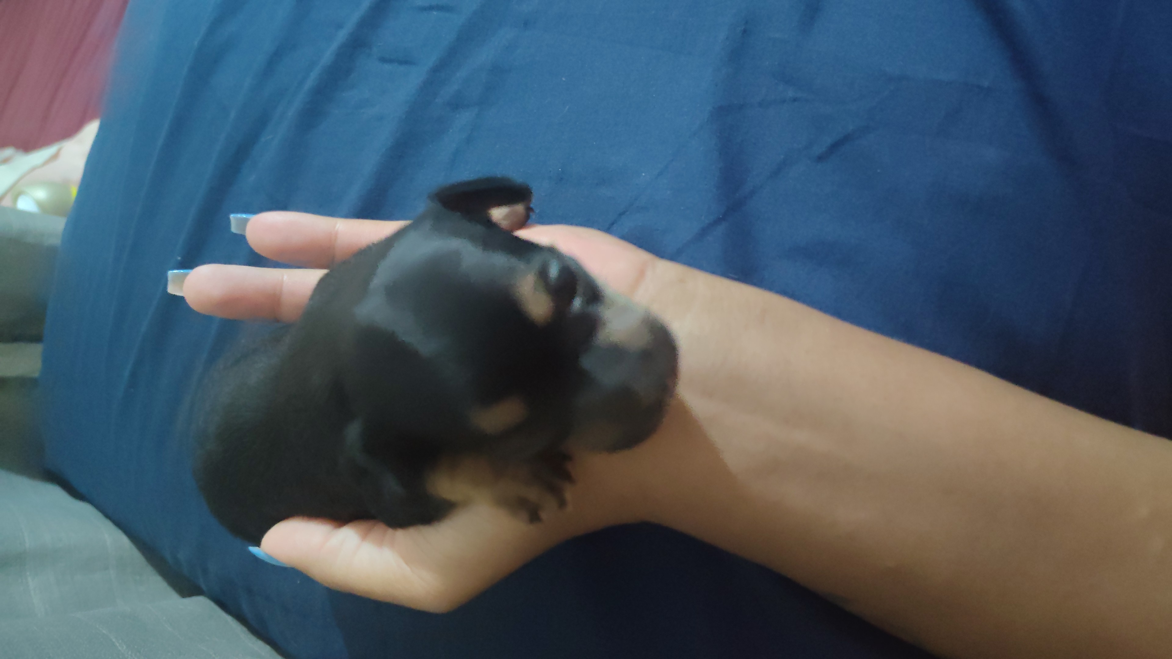 Pinscher - Foto 2