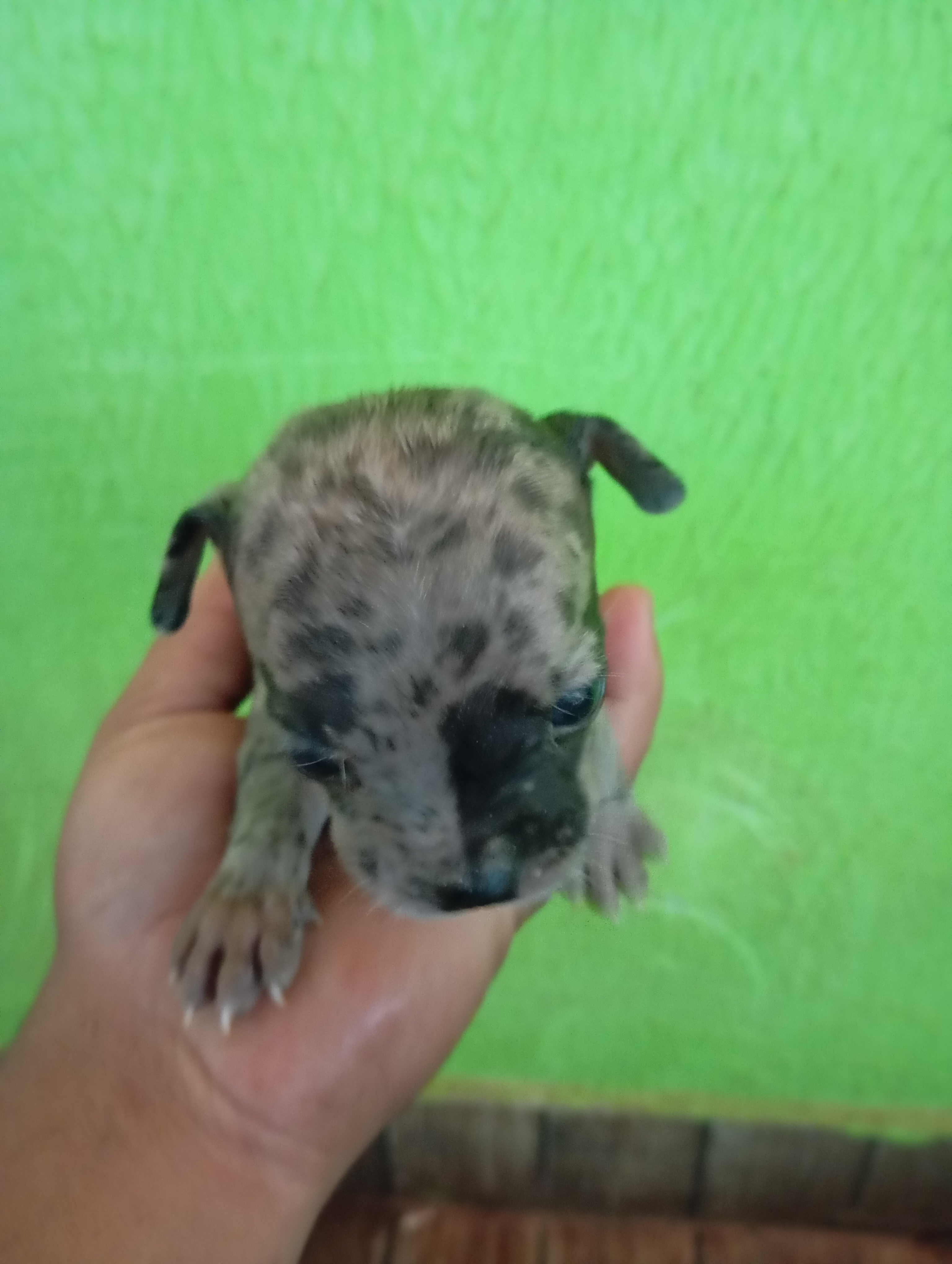 Portal Vendocão Vendo filhote de Bull dog francês com American Bully  Senador Canedo