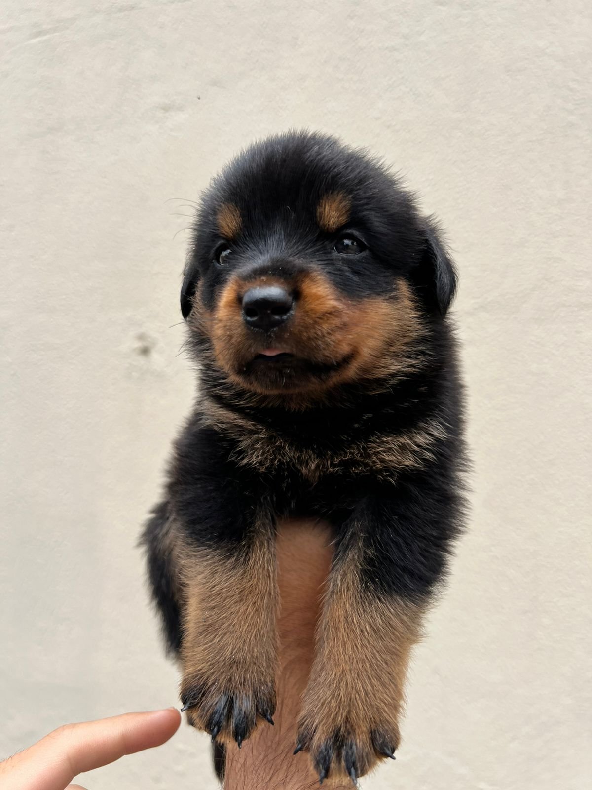 Rottweiler filhotes puros - Foto 3