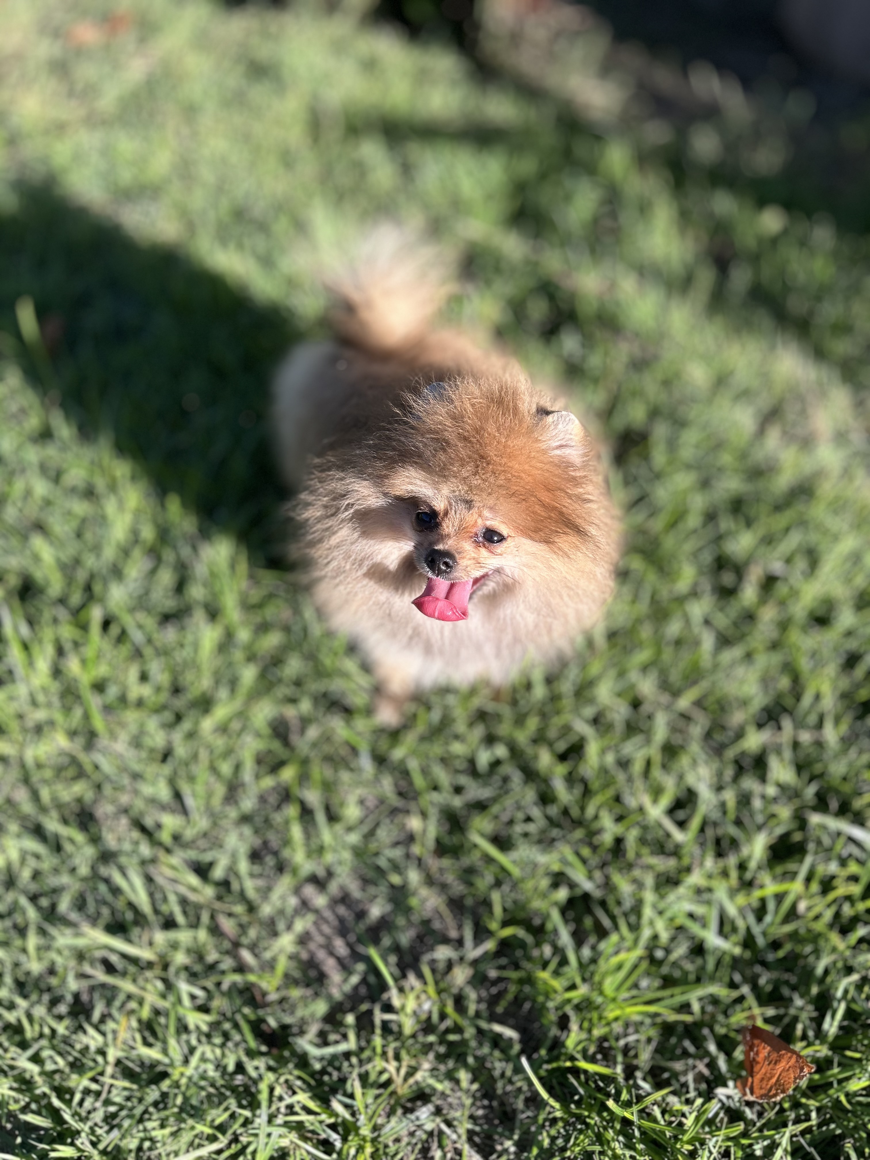 Spitz alemão / Lulu da pomerania (macho) - Foto 1