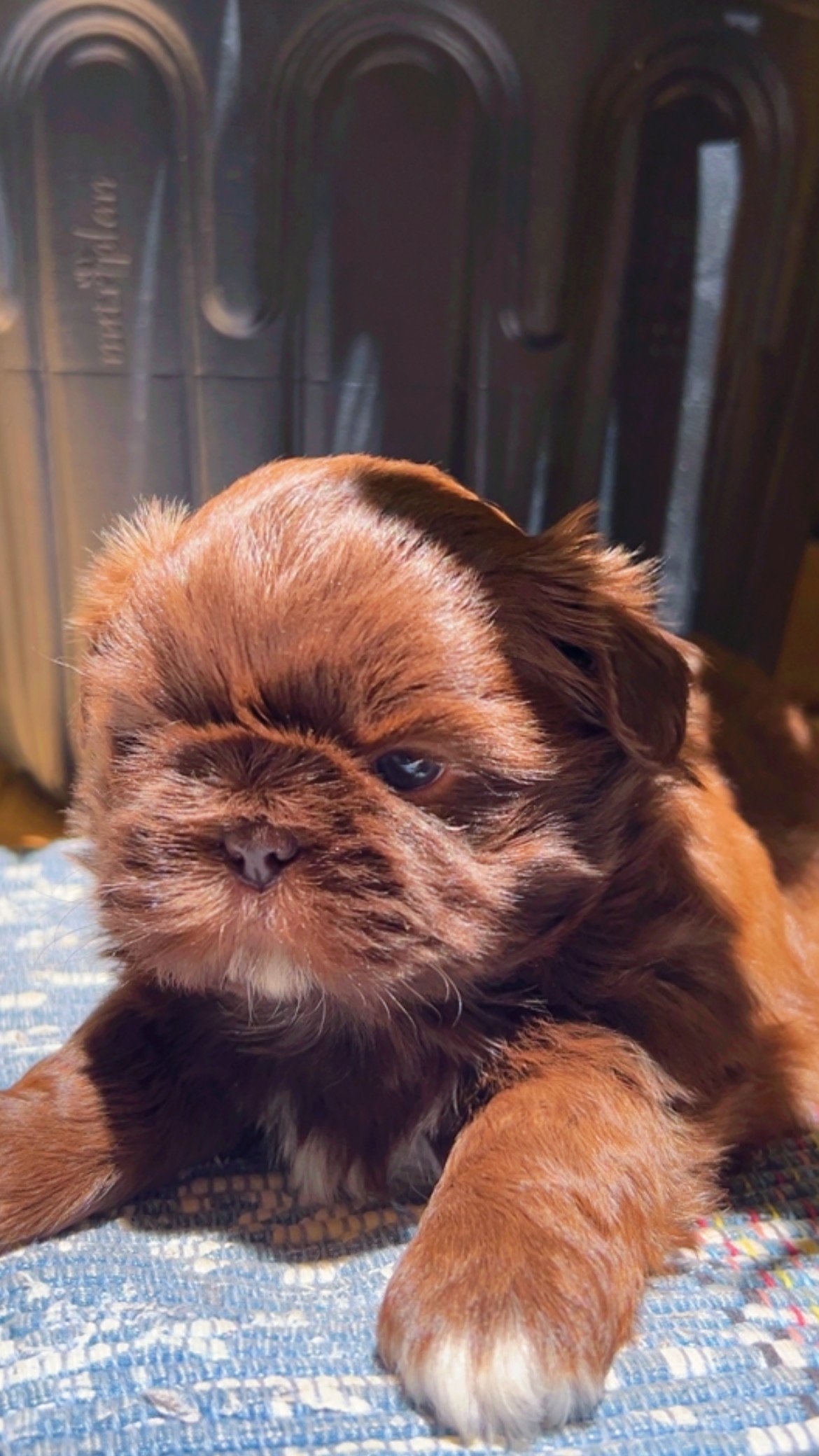 Shih tzu cocholate - Foto 3