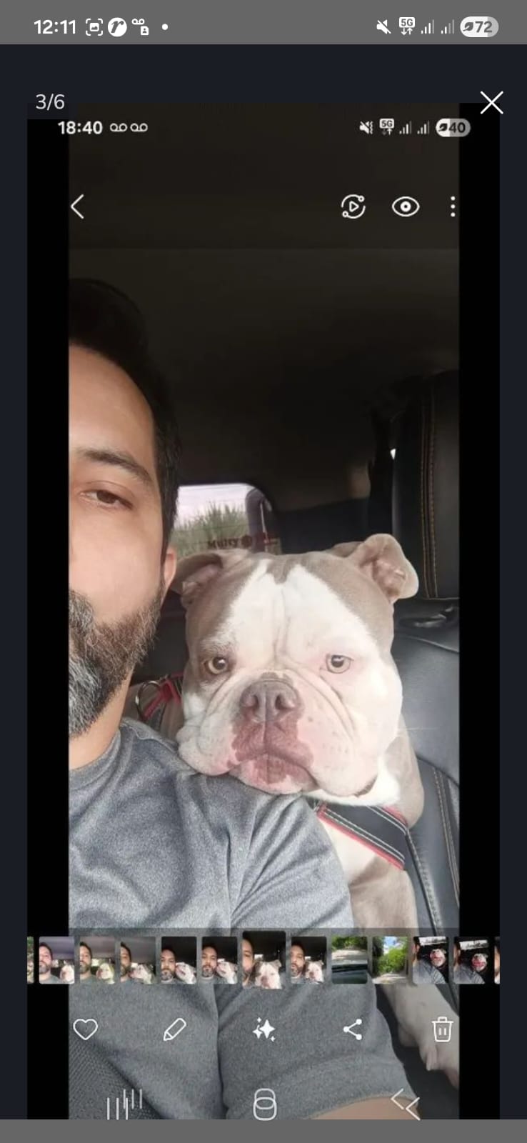 Filhotes de EXOTIC BULLY  - Foto 6