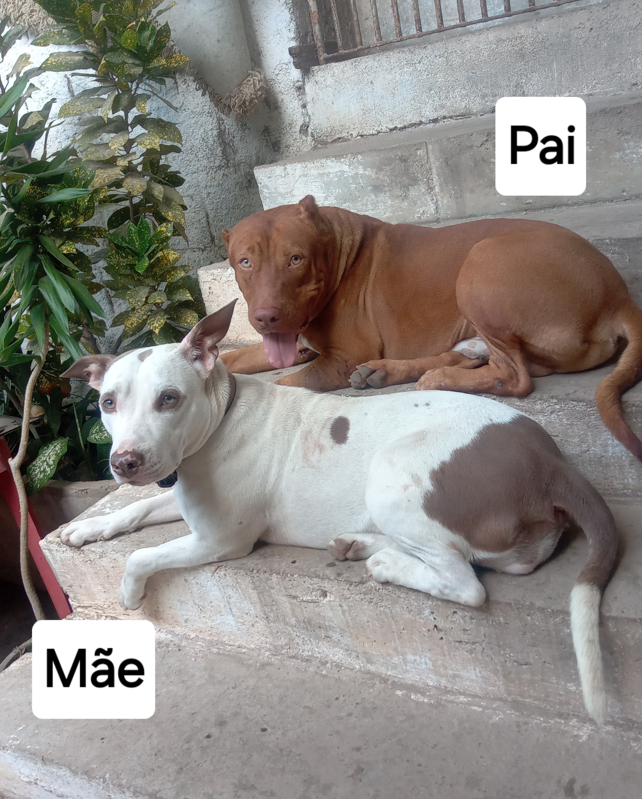 Portal Vendocão Filhotes de Pitbulls Olinda