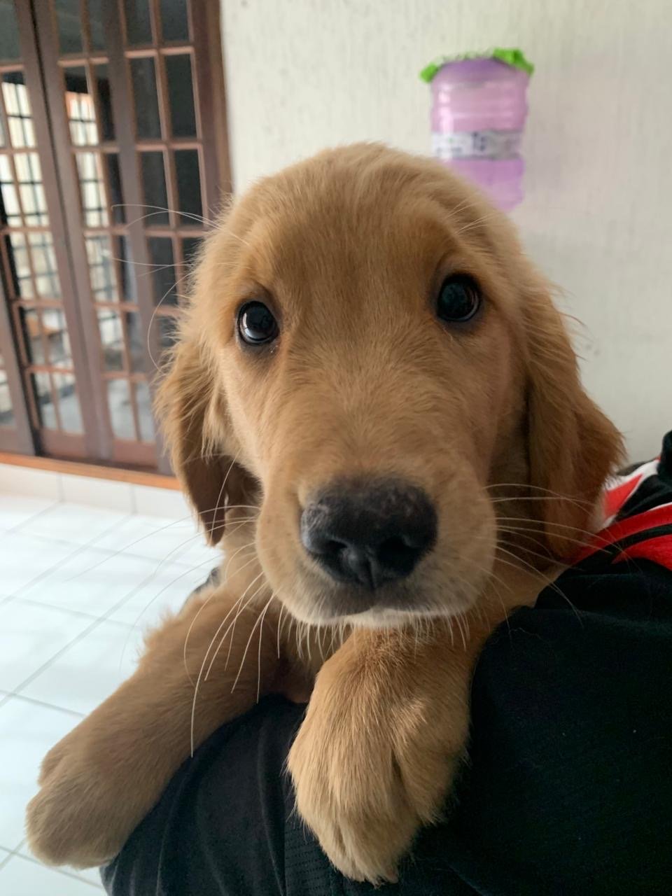 Filhote Golden Retriever - Foto 1