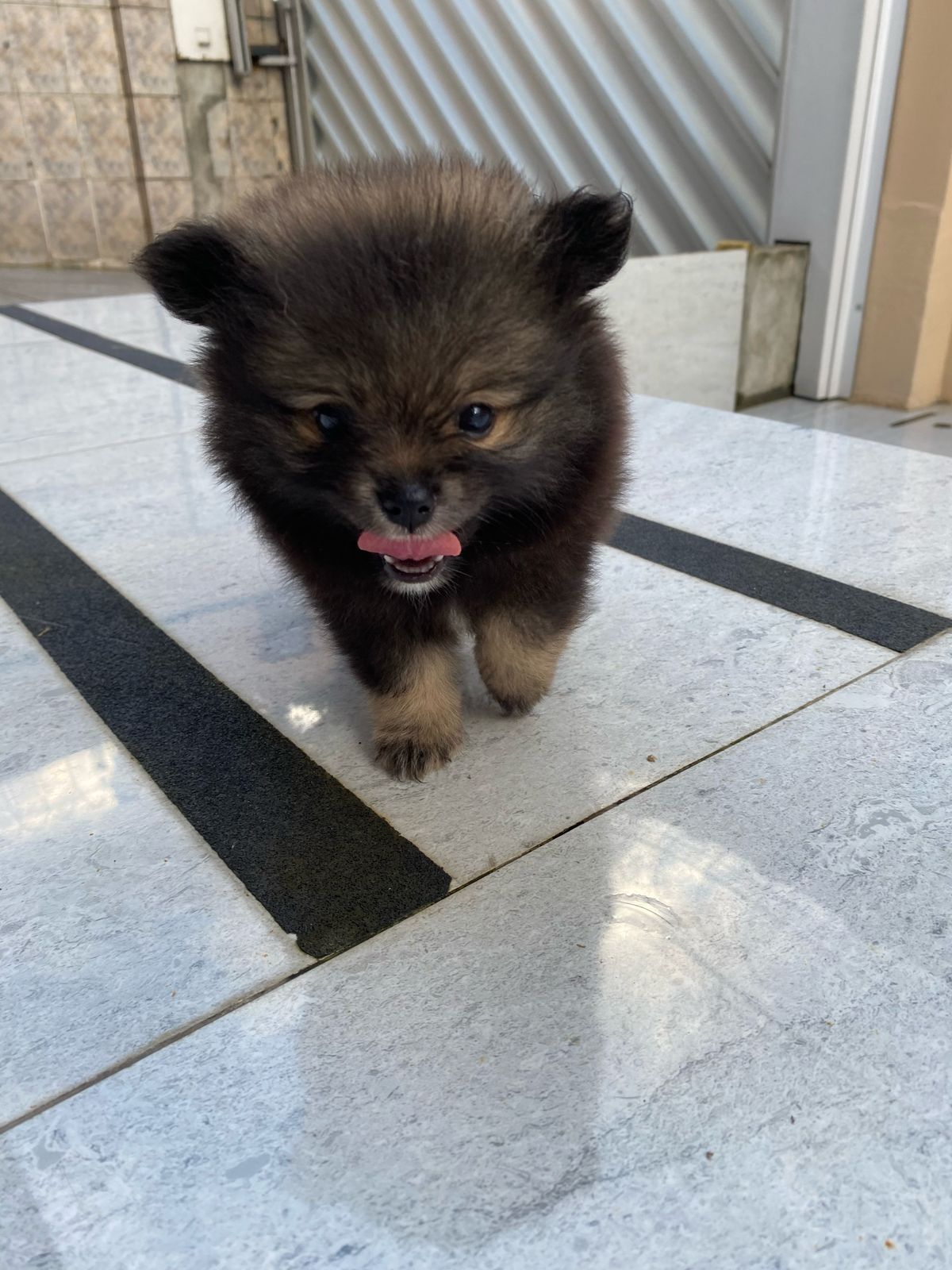 Portal Vendocão Vendo lindos filhotes de Lulu da Pomerânia Anão  Manaus