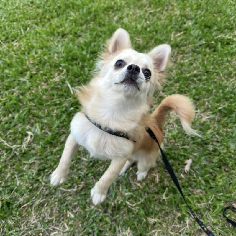 11 meses macho chihuahua - Foto 1