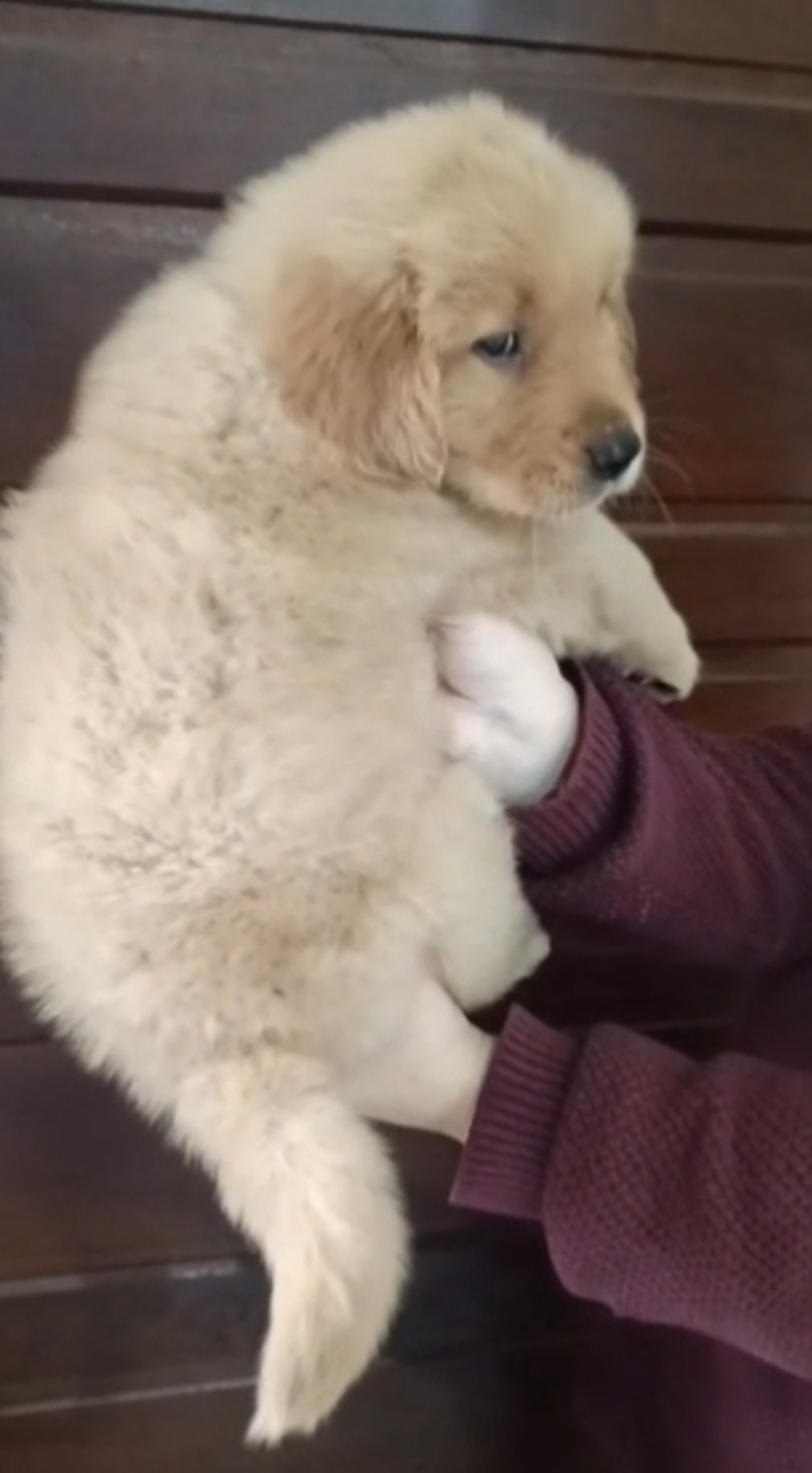 GOLDEN RETRIEVER. Últimos filhotes, lindos machinhos!
