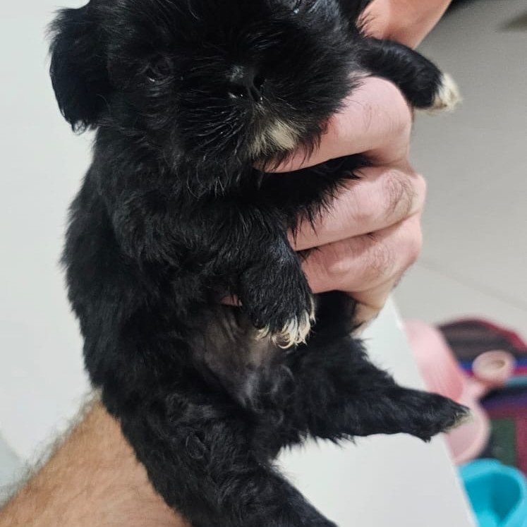 Filhotes de shih tzu - Foto 2