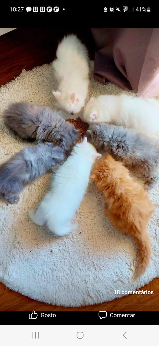 Portal Vendocão Belos Gatinhos Persa  Jundia