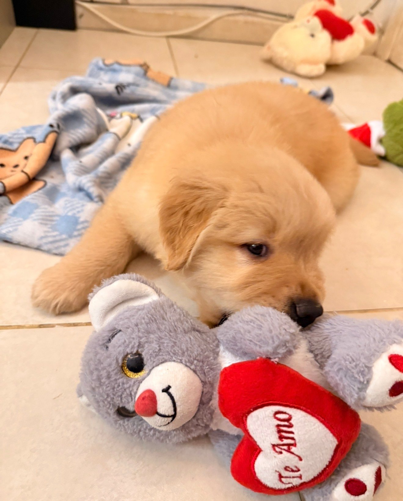 Lindos Filhotes de Fêmeas de Golden Retrivier já vacinados! - Foto 3
