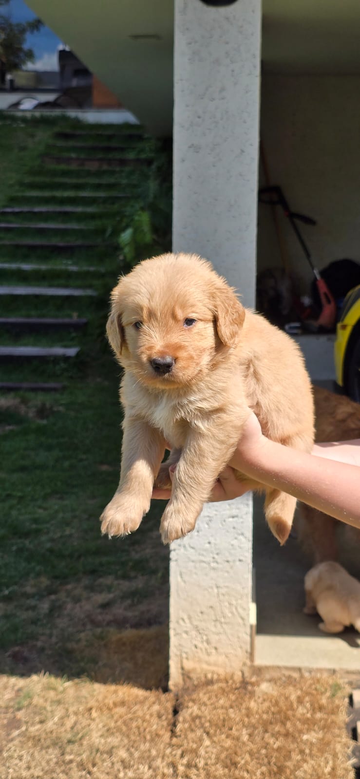 Filhotes de Golden retriever - Foto 4