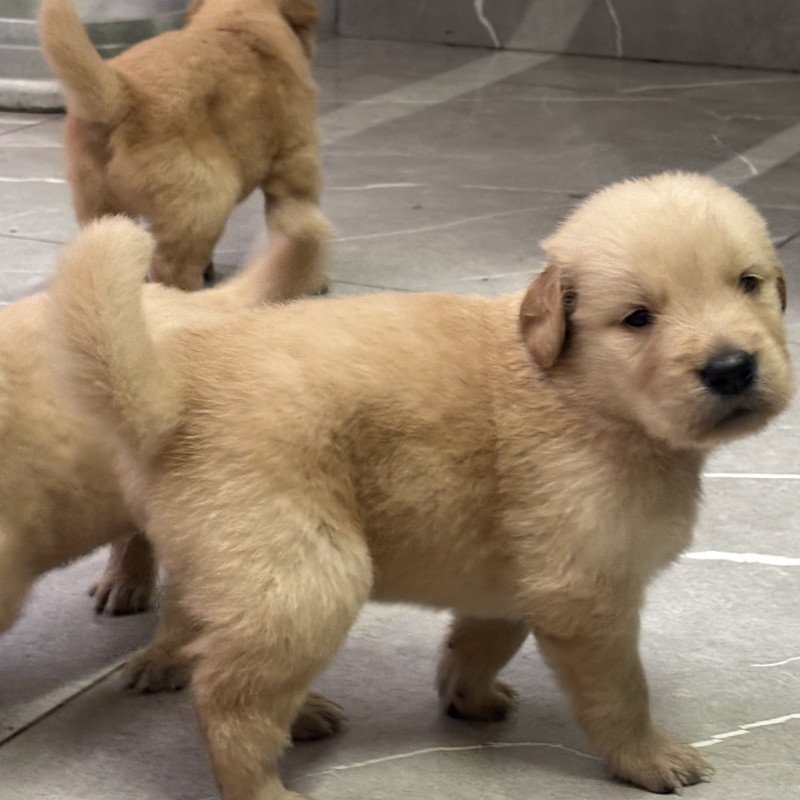 🐶 Olá, pessoal!  Estou com lindos filhotes de Golden Retriever disponíveis em Divinópolis/MG. 🐾❤️  ✅ Filhotes saudáveis e muito bem cuidados. ✅ Entregues na idade ideal. ✅ Com os cuidados conforme a idade. ✅ Envio fotos, vídeos e faço chamada de vídeo para quem desejar conhecer os filhotes.  O Golde - Foto 2