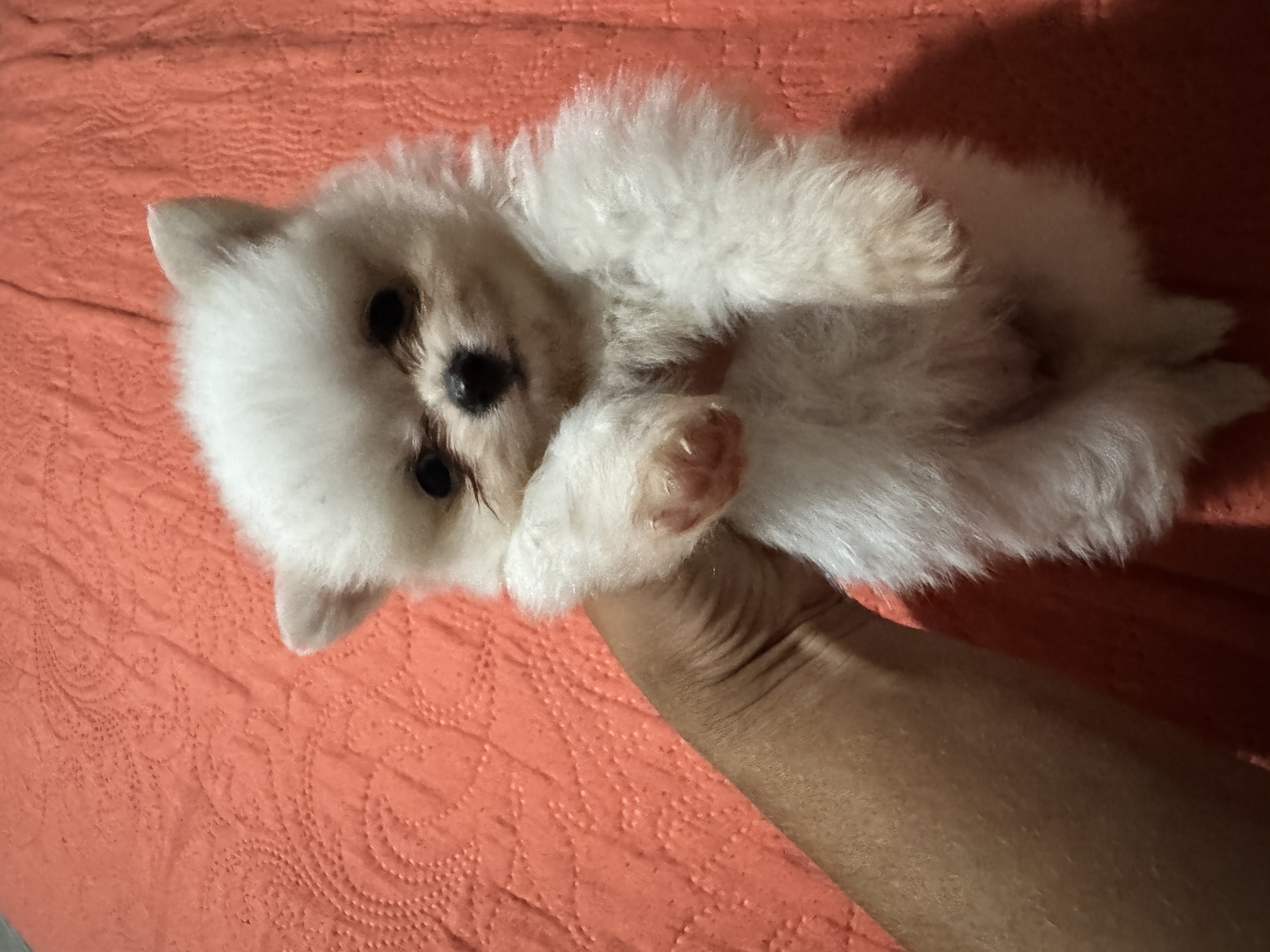 Vendo filhotes fêmea de Lulu da pomerania  - Foto 1