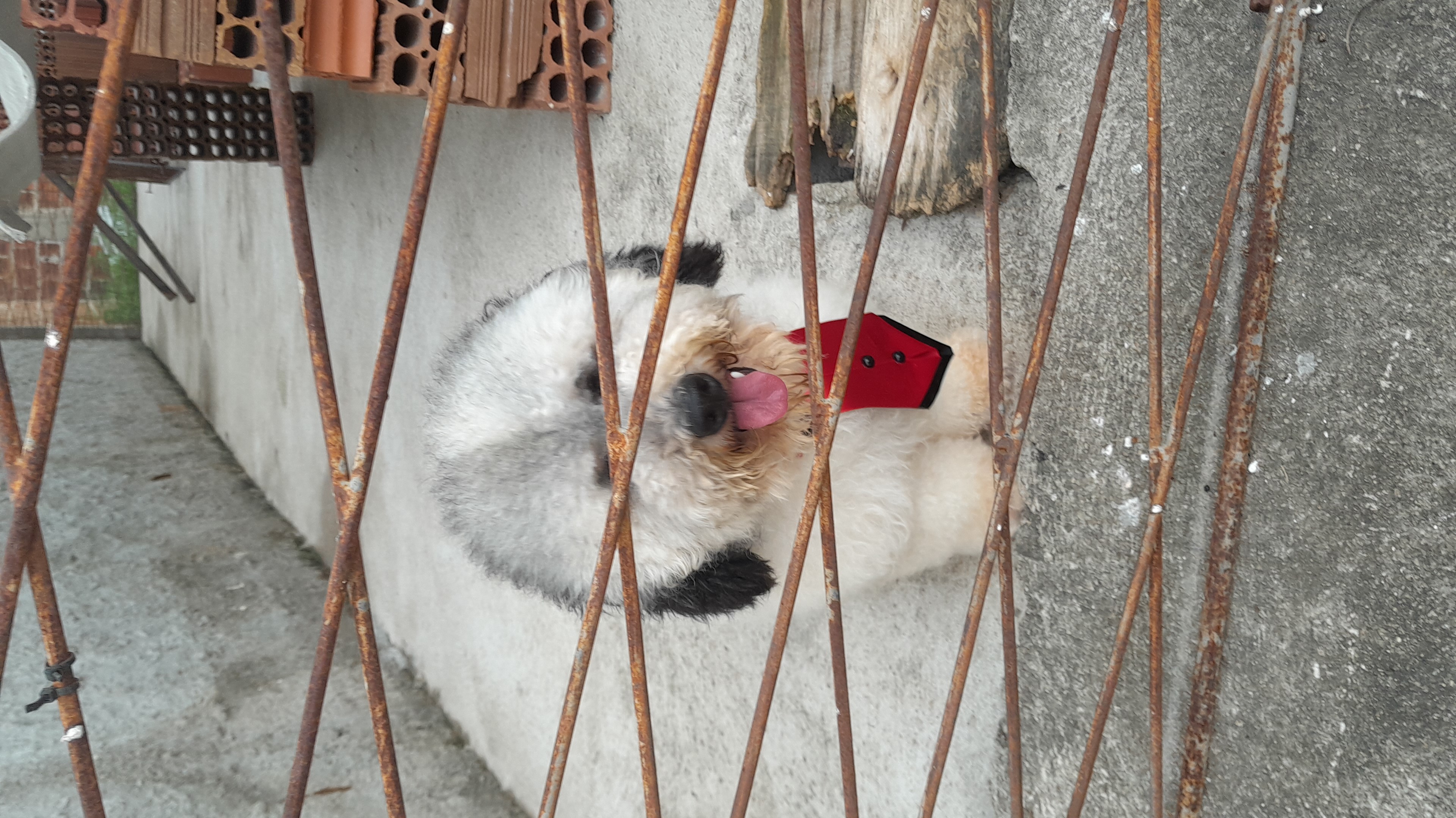 Portal Vendocão Cachorro Parnamirim