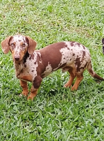 Portal Vendocão Disponível machinho Daschund arlequim chocolate  ENCRUZILHADA DO SUL