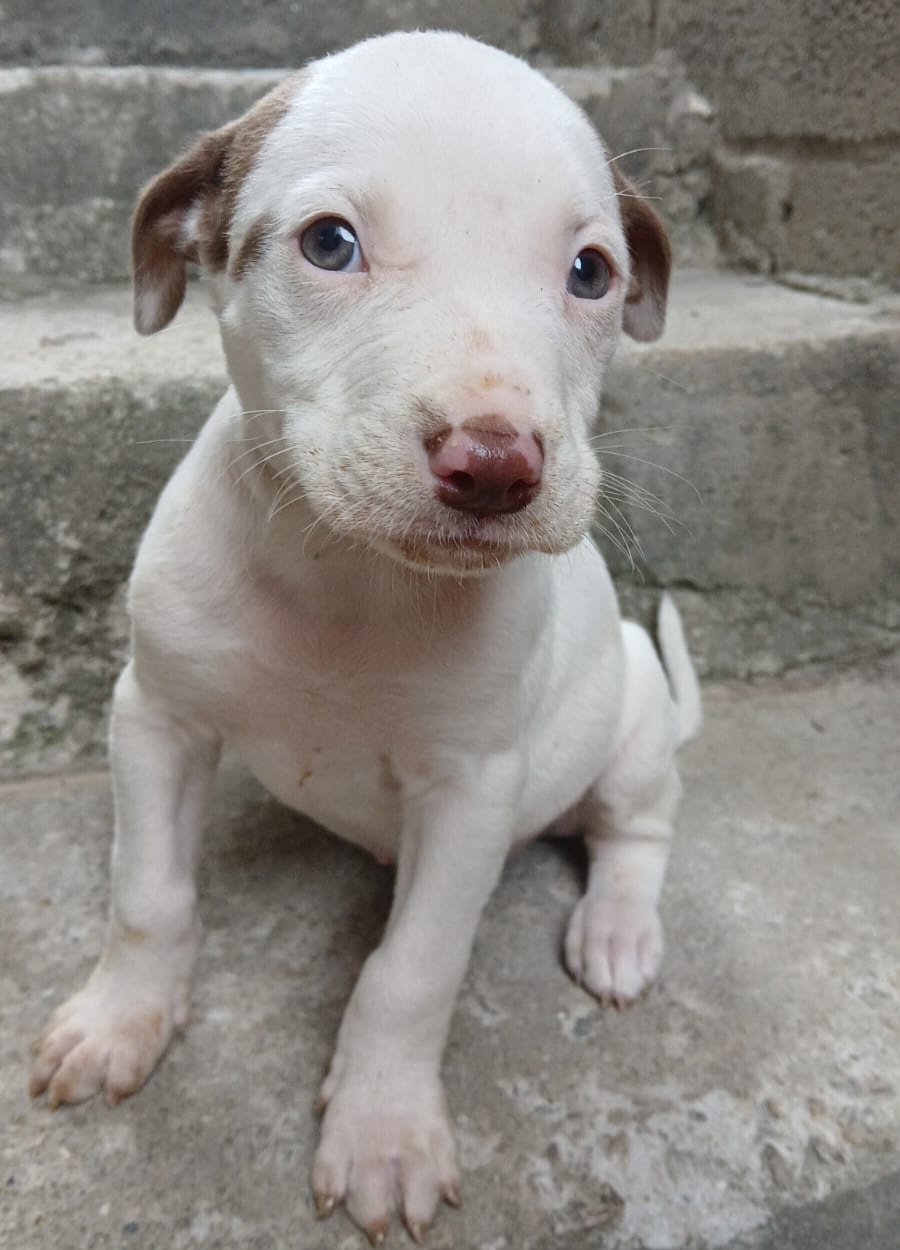 Filhotes de Pitbull  - Foto 1