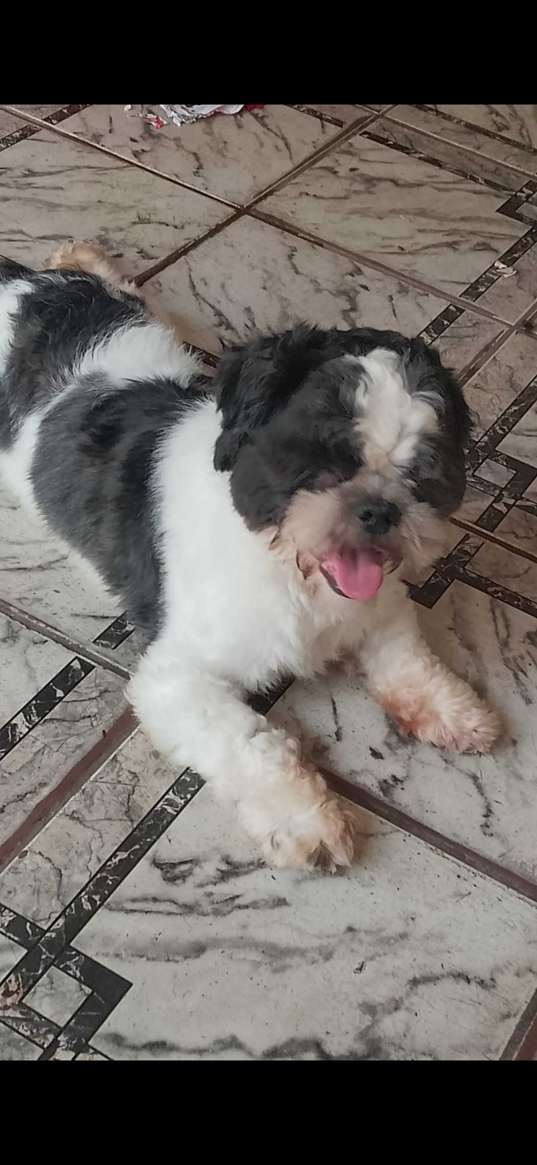 VENDO SHITZU MACHO  - Foto 2
